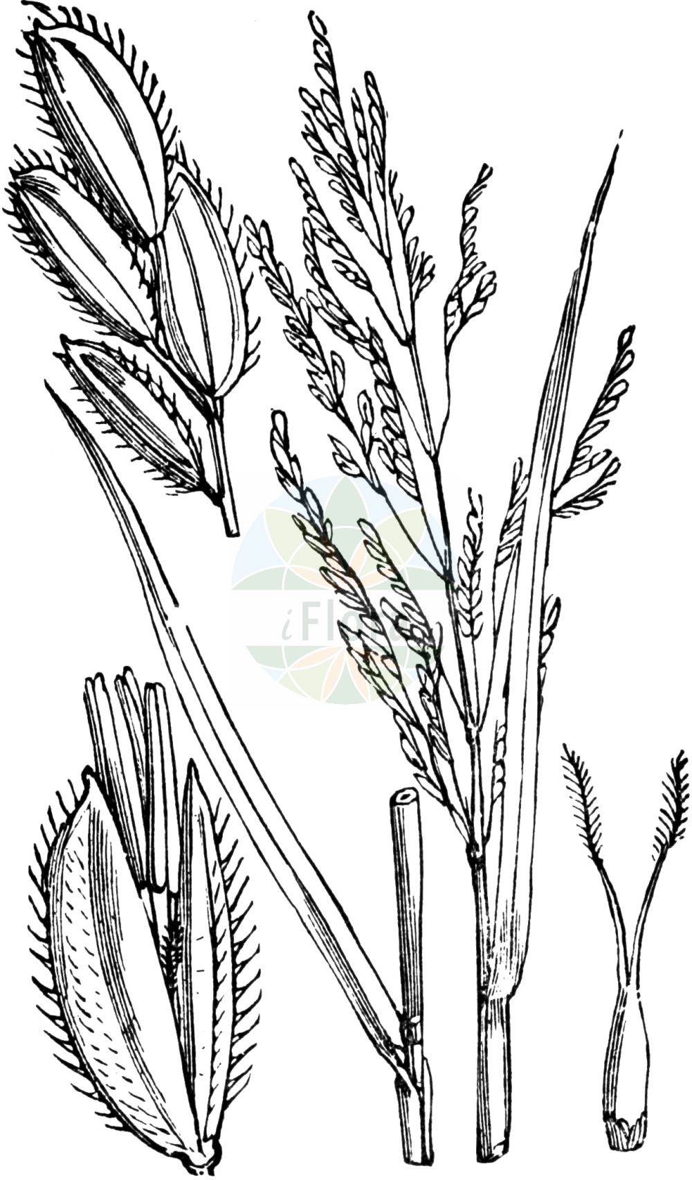 Historische Abbildung von Leersia oryzoides (Europäische Reisquecke - Cut-grass). Das Bild zeigt Blatt, Bluete, Frucht und Same. ---- Historical Drawing of Leersia oryzoides (Europäische Reisquecke - Cut-grass). The image is showing leaf, flower, fruit and seed.(Leersia oryzoides,Europäische Reisquecke,Cut-grass,Homalocenchrus oryzoides,Leersia oryzoides,Oryza clandestina,Oryza oryzoides,Phalaris oryzoides,Europaeische Reisquecke,Reisquecke,Wilder Reis,Cut-grass,Rice Grass,Marsh-grass,Rice Cutgrass,Leersia,Reisquecke,Cutgrass,Poaceae,Süßgräser,Grass family,Blatt,Bluete,Frucht,Same,leaf,flower,fruit,seed,Fitch et al. (1880))