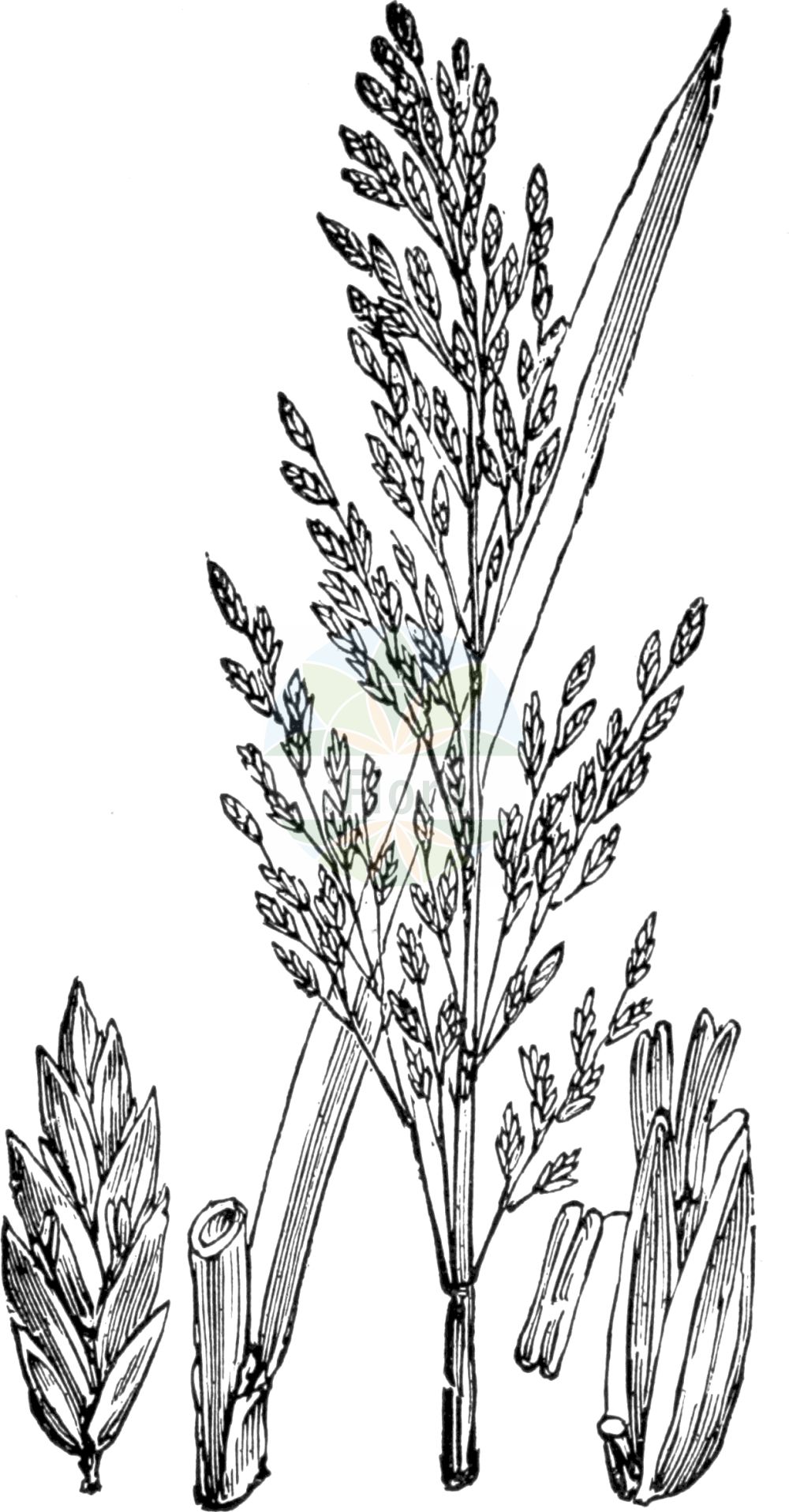 Historische Abbildung von Glyceria maxima (Großer Schwaden - Reed Sweet-grass). Das Bild zeigt Blatt, Bluete, Frucht und Same. ---- Historical Drawing of Glyceria maxima (Großer Schwaden - Reed Sweet-grass). The image is showing leaf, flower, fruit and seed.(Glyceria maxima,Großer Schwaden,Reed Sweet-grass,Glyceria altissima,Glyceria aquatica,Glyceria maxima,Glyceria spectabilis,Molinia maxima,Grosser Schwaden,Wasser-Schwaden,Reed Sweet-grass,Great Watergrass,Reed Mannagrass,Swampgrass,Water-meadow Grass,Glyceria,Schwaden,Mannagrass,Poaceae,Süßgräser,Grass family,Blatt,Bluete,Frucht,Same,leaf,flower,fruit,seed,Fitch et al. (1880))