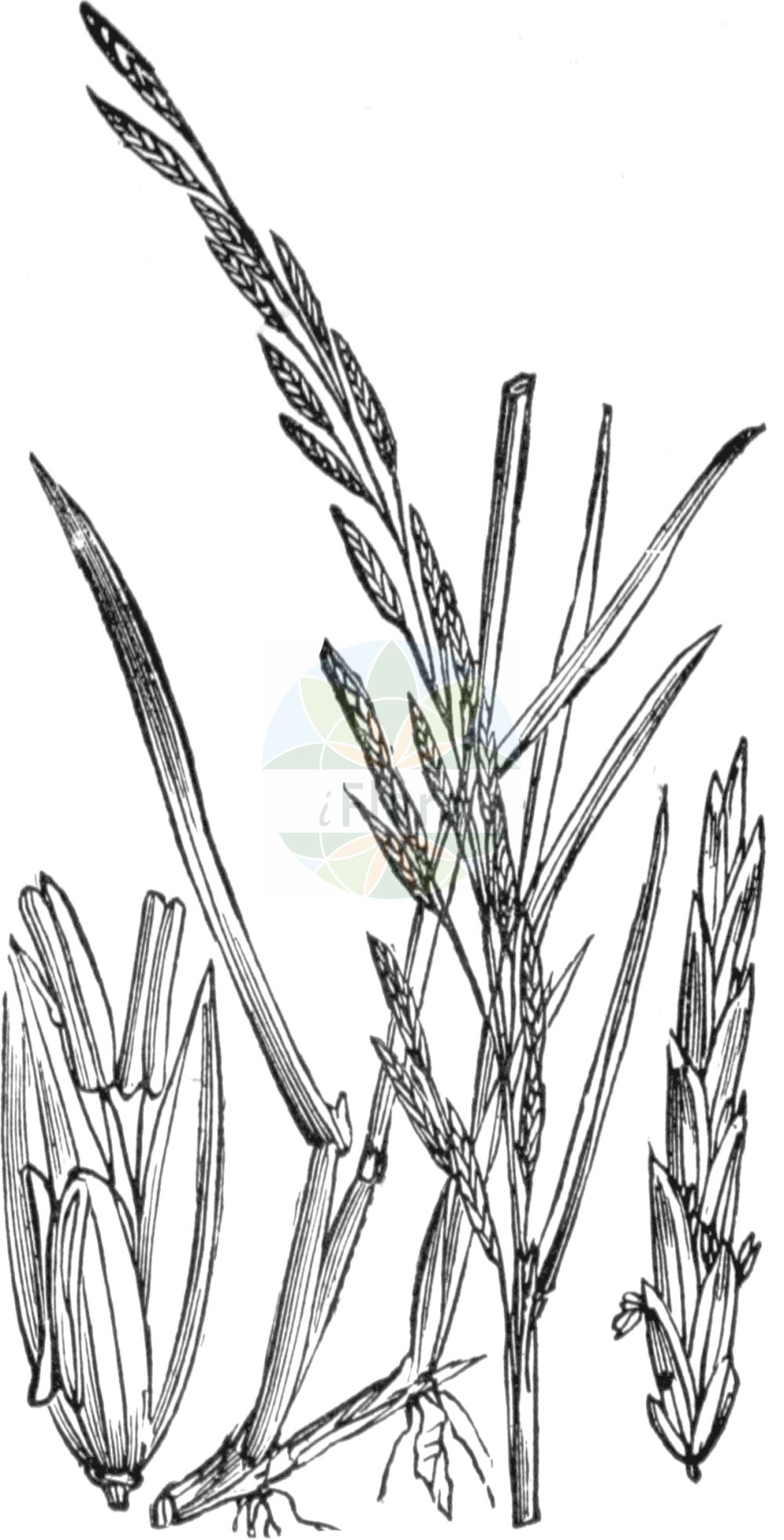 Historische Abbildung von Glyceria fluitans (Flutender Schwaden - Floating Sweet-grass). Das Bild zeigt Blatt, Bluete, Frucht und Same. ---- Historical Drawing of Glyceria fluitans (Flutender Schwaden - Floating Sweet-grass). The image is showing leaf, flower, fruit and seed.(Glyceria fluitans,Flutender Schwaden,Floating Sweet-grass,Festuca fluitans,Glyceria fluitans,Flutender Schwaden,Flutender Schwaden,Mannagras,Floating Sweet-grass,Common Flotegrass,Flotegrass,Water Mannagrass,Glyceria,Schwaden,Mannagrass,Poaceae,Süßgräser,Grass family,Blatt,Bluete,Frucht,Same,leaf,flower,fruit,seed,Fitch et al. (1880))