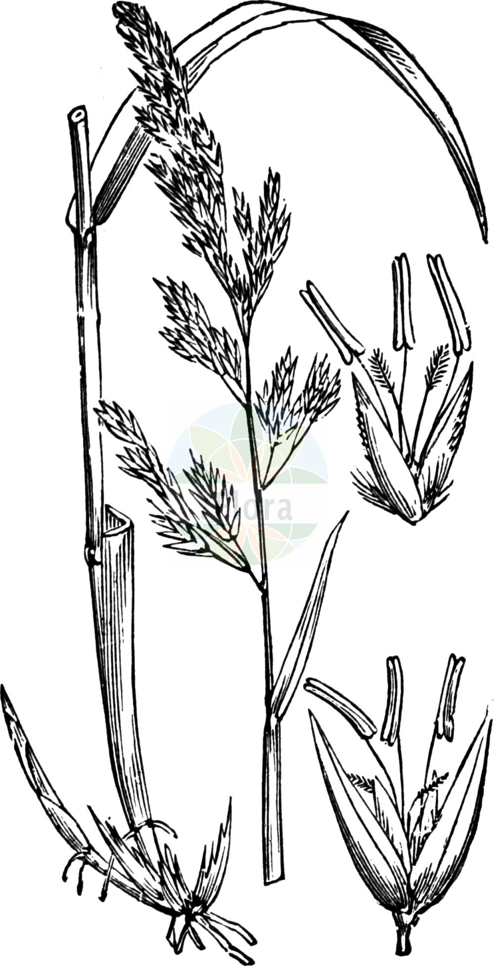 Historische Abbildung von Phalaroides arundinacea (Rohr-Glanzgras - Reed Canary-grass). Das Bild zeigt Blatt, Bluete, Frucht und Same. ---- Historical Drawing of Phalaroides arundinacea (Rohr-Glanzgras - Reed Canary-grass). The image is showing leaf, flower, fruit and seed.(Phalaroides arundinacea,Rohr-Glanzgras,Reed Canary-grass,Baldingera arundinacea,Digraphis arundinacea,Phalaris arundinacea,Phalaroides arundinacea,Typhoides arundinacea,Rohr-Glanzgras,Reed Canary-grass,Reedgrass,Phalaroides,Poaceae,Süßgräser,Grass family,Blatt,Bluete,Frucht,Same,leaf,flower,fruit,seed,Fitch et al. (1880))