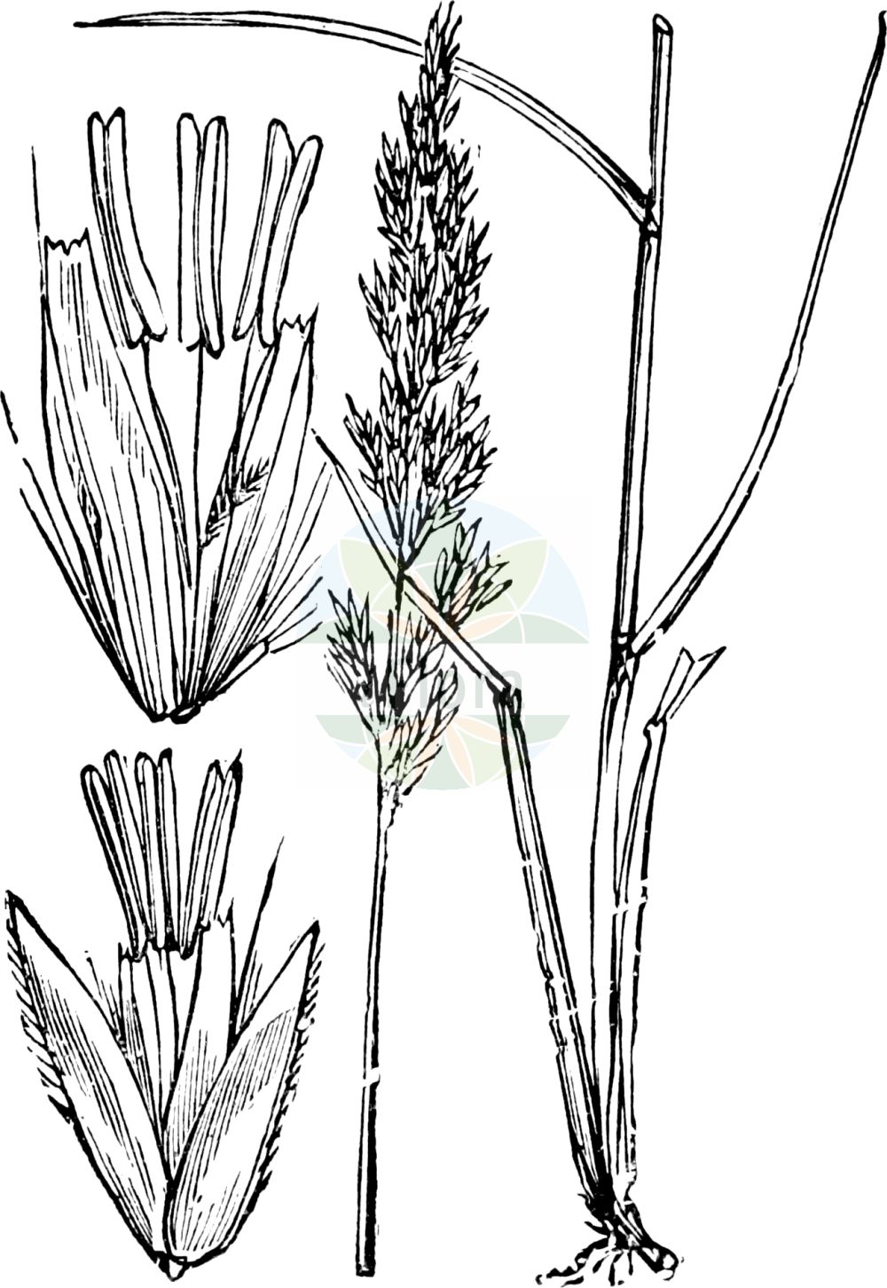 Historische Abbildung von Calamagrostis neglecta (Moor-Reitgras - Narrow Small-reed). Das Bild zeigt Blatt, Bluete, Frucht und Same. ---- Historical Drawing of Calamagrostis neglecta (Moor-Reitgras - Narrow Small-reed). The image is showing leaf, flower, fruit and seed.(Calamagrostis neglecta,Moor-Reitgras,Narrow Small-reed,Arundo neglecta,Arundo stricta,Calamagrostis neglecta,Calamagrostis stricta,Deyeuxia neglecta,Deyeuxia poaeoides,Moor-Reitgras,Übersehenes Reitgras,Narrow Small-reed,Slim-stem Reedgrass,Calamagrostis,Reitgras,Reedgrass,Poaceae,Süßgräser,Grass family,Blatt,Bluete,Frucht,Same,leaf,flower,fruit,seed,Fitch et al. (1880))