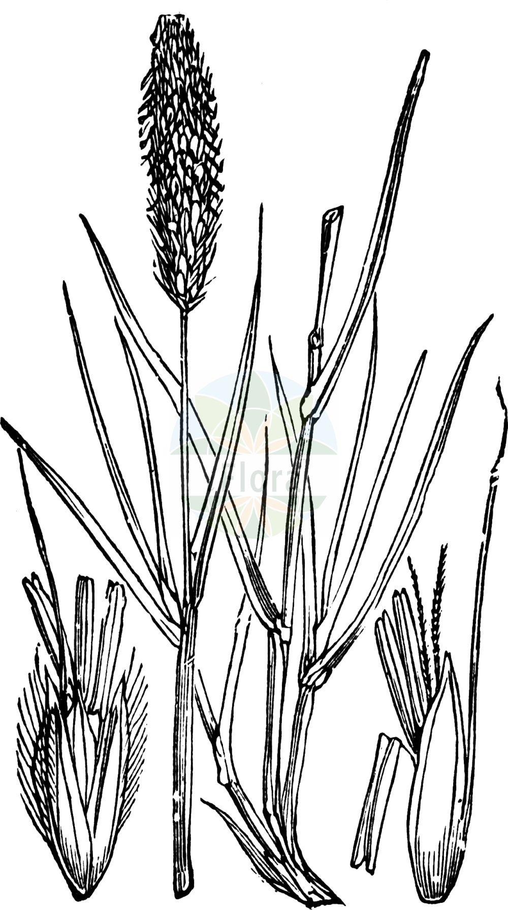 Historische Abbildung von Alopecurus pratensis (Wiesen-Fuchsschwanzgras - Meadow Foxtail). Das Bild zeigt Blatt, Bluete, Frucht und Same. ---- Historical Drawing of Alopecurus pratensis (Wiesen-Fuchsschwanzgras - Meadow Foxtail). The image is showing leaf, flower, fruit and seed.(Alopecurus pratensis,Wiesen-Fuchsschwanzgras,Meadow Foxtail,Alopecurus pratensis,Wiesen-Fuchsschwanzgras,Meadow Foxtail,Common Foxtail Grass,Rendle's Meadow Foxtail,Alopecurus,Fuchsschwanzgras,Foxtail,Poaceae,Süßgräser,Grass family,Blatt,Bluete,Frucht,Same,leaf,flower,fruit,seed,Fitch et al. (1880))