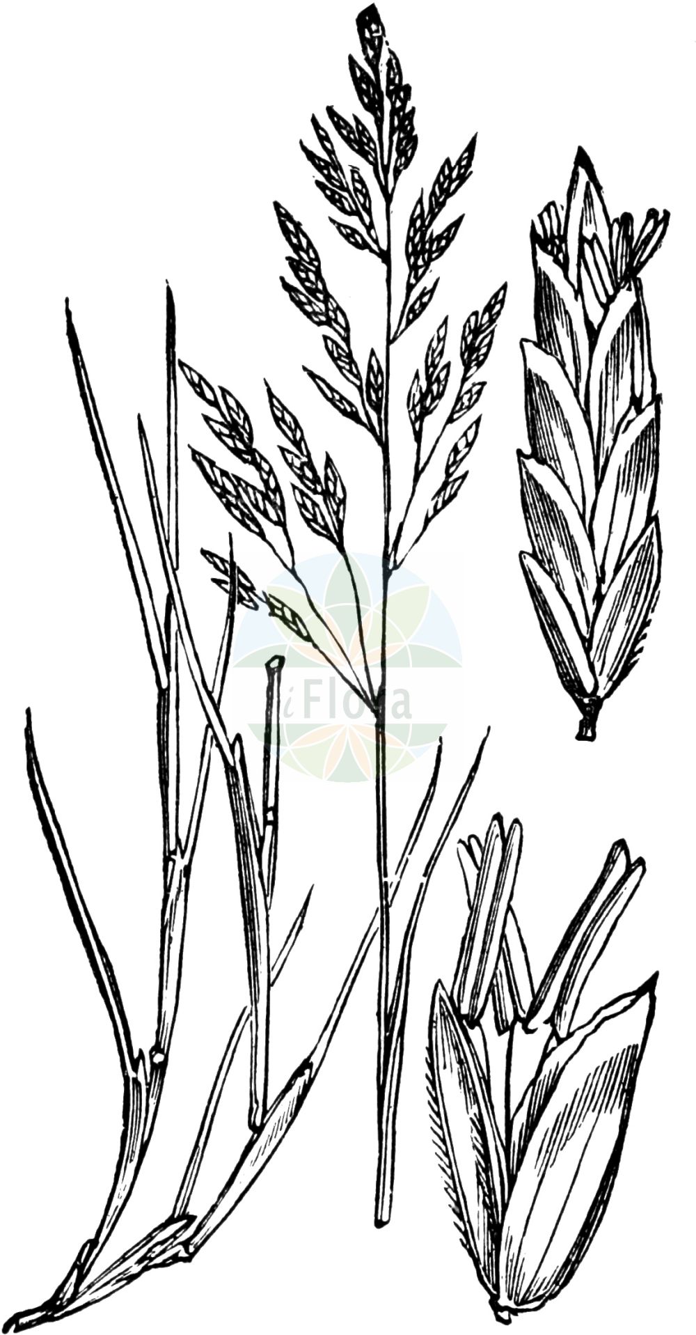 Historische Abbildung von Puccinellia maritima (Andel - Common Saltmarsh-grass). Das Bild zeigt Blatt, Bluete, Frucht und Same. ---- Historical Drawing of Puccinellia maritima (Andel - Common Saltmarsh-grass). The image is showing leaf, flower, fruit and seed.(Puccinellia maritima,Andel,Common Saltmarsh-grass,Atropis maritima,Glyceria foucaudii,Glyceria maritima,Phippsia maritima,Poa maritima,Puccinellia maritima,Andel,Common Saltmarsh-grass,Seaside Alkaligrass,Sea Meadowgrass,Sea Poa,Puccinellia,Salzschwaden,Alkaligrass,Poaceae,Süßgräser,Grass family,Blatt,Bluete,Frucht,Same,leaf,flower,fruit,seed,Fitch et al. (1880))