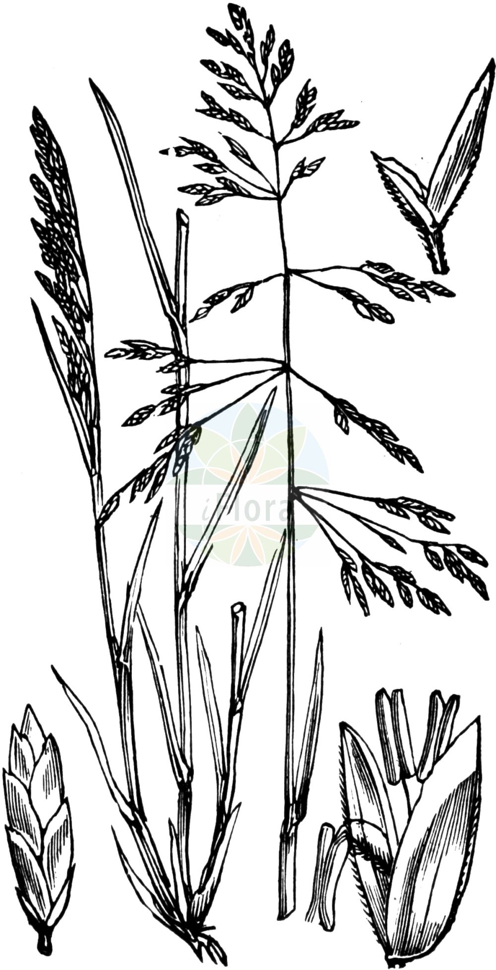 Historische Abbildung von Puccinellia distans (Gewöhnlicher Salzschwaden - Reflexed Saltmarsh-grass). Das Bild zeigt Blatt, Bluete, Frucht und Same. ---- Historical Drawing of Puccinellia distans (Gewöhnlicher Salzschwaden - Reflexed Saltmarsh-grass). The image is showing leaf, flower, fruit and seed.(Puccinellia distans,Gewöhnlicher Salzschwaden,Reflexed Saltmarsh-grass,Atropis distans,Atropis pseudoconvoluta,Glyceria distans,Poa distans,Poa retroflexa,Puccinellia distans,Puccinellia retroflexa,Gewoehnlicher Salzschwaden,Salzschwaden,Reflexed Saltmarsh-grass,Puccinellia,Salzschwaden,Alkaligrass,Poaceae,Süßgräser,Grass family,Blatt,Bluete,Frucht,Same,leaf,flower,fruit,seed,Fitch et al. (1880))