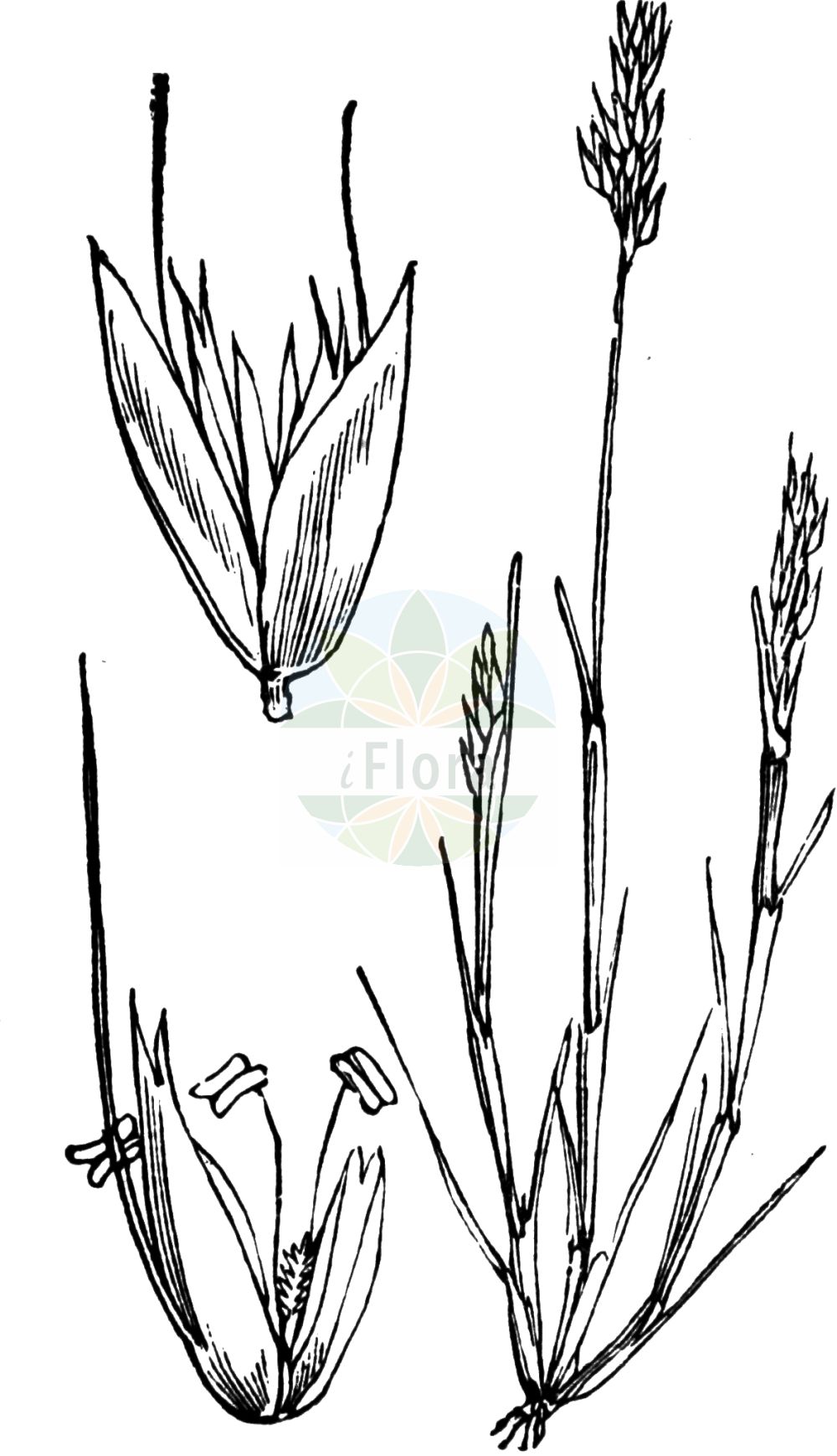 Historische Abbildung von Aira praecox (Frühe Haferschmiele - Early Hair-grass). Das Bild zeigt Blatt, Bluete, Frucht und Same. ---- Historical Drawing of Aira praecox (Frühe Haferschmiele - Early Hair-grass). The image is showing leaf, flower, fruit and seed.(Aira praecox,Frühe Haferschmiele,Early Hair-grass,Aira praecox,Avena praecox,Fruehe Haferschmiele,Frueher Nelkenhafer,Early Hair-grass,Yellow Hairgrass,Small Hairgrass,Aira,Haferschmiele,Hair-grass,Poaceae,Süßgräser,Grass family,Blatt,Bluete,Frucht,Same,leaf,flower,fruit,seed,Fitch et al. (1880))