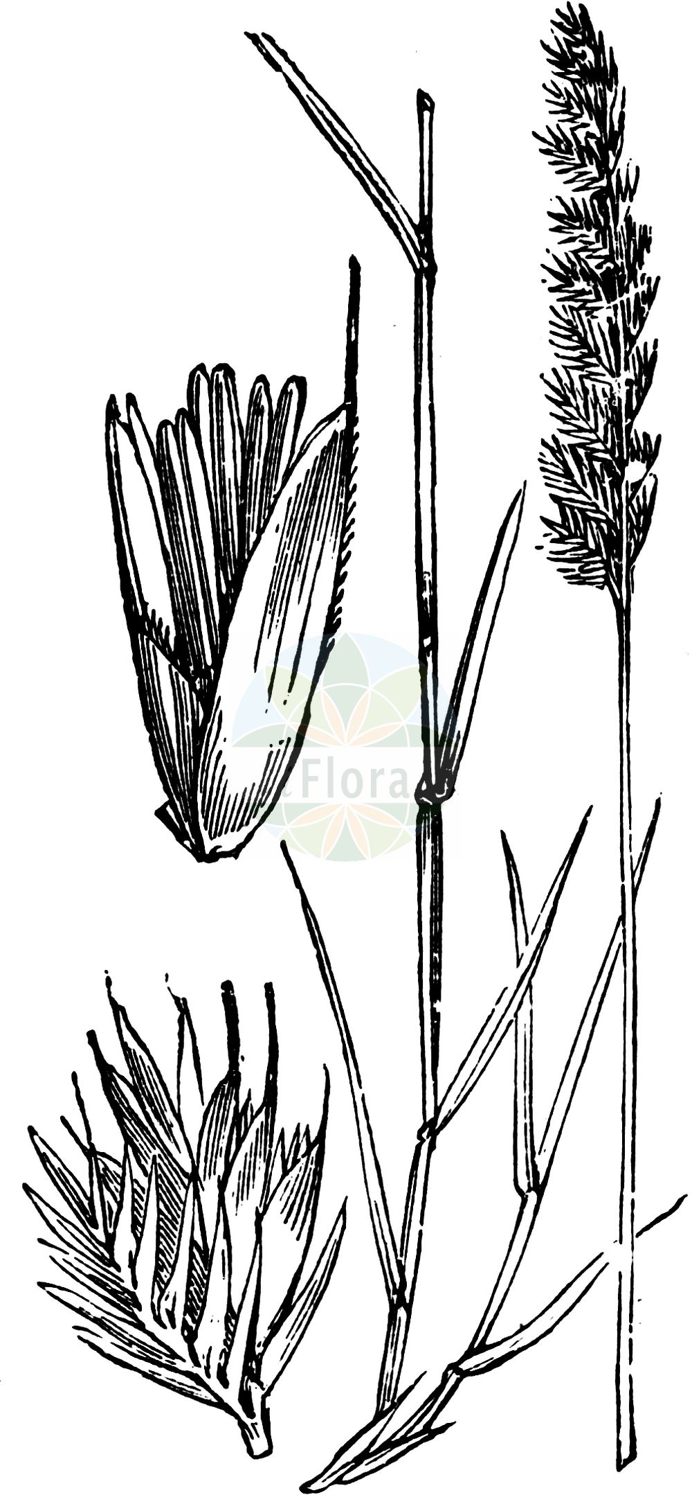 Historische Abbildung von Cynosurus cristatus (Wiesen-Kammgras - Crested Dog's-tail). Das Bild zeigt Blatt, Bluete, Frucht und Same. ---- Historical Drawing of Cynosurus cristatus (Wiesen-Kammgras - Crested Dog's-tail). The image is showing leaf, flower, fruit and seed.(Cynosurus cristatus,Wiesen-Kammgras,Crested Dog's-tail,Cynosurus cristatus,Wiesen-Kammgras,Weide-Kammgras,Crested Dog's-tail,Crested Dogstail Grass,Crested Dog-tail Grass,Cynosurus,Kammgras,Dogstail Grass,Poaceae,Süßgräser,Grass family,Blatt,Bluete,Frucht,Same,leaf,flower,fruit,seed,Fitch et al. (1880))