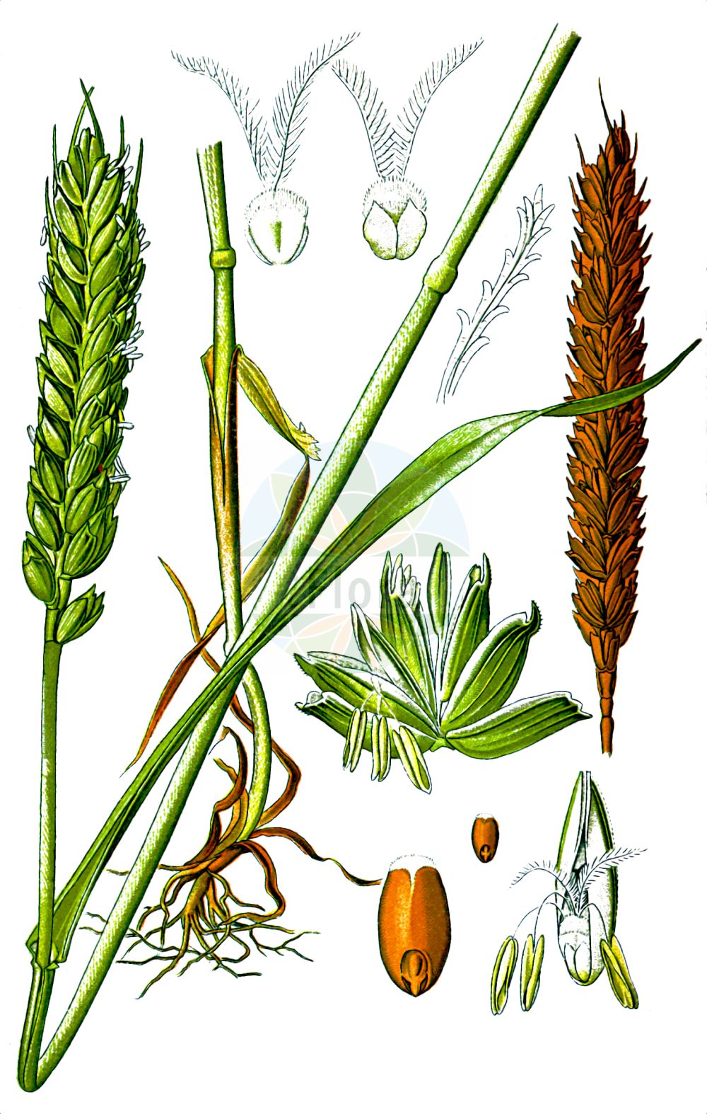 Historische Abbildung von Triticum aestivum (Saat-Weizen - Bread Wheat). Das Bild zeigt Blatt, Bluete, Frucht und Same. ---- Historical Drawing of Triticum aestivum (Saat-Weizen - Bread Wheat). The image is showing leaf, flower, fruit and seed.(Triticum aestivum,Saat-Weizen,Bread Wheat,Triticum aestivum,Saat-Weizen,Weich-Weizen,Bread Wheat,Common Wheat,Soft Wheat,Triticum,Weizen,Wheat,Poaceae,Süßgräser,Grass family,Blatt,Bluete,Frucht,Same,leaf,flower,fruit,seed,Thomé (1885))