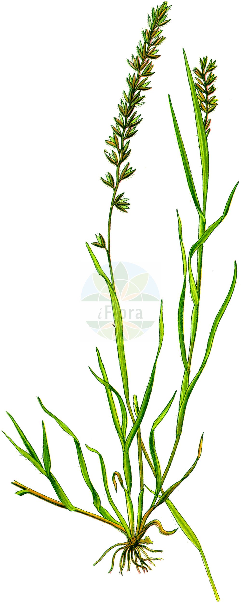 Historische Abbildung von Tragus racemosus (Traubiges Klettengras - European Bur-grass). Das Bild zeigt Blatt, Bluete, Frucht und Same. ---- Historical Drawing of Tragus racemosus (Traubiges Klettengras - European Bur-grass). The image is showing leaf, flower, fruit and seed.(Tragus racemosus,Traubiges Klettengras,European Bur-grass,Cenchrus racemosus,Lappago racemosus,Nazia racemosa,Tragus racemosus,Traubiges Klettengras,Gewoehnliches Klettengras,European Bur-grass,Large Carrot-seed Grass,Stalked Bristlegrass,Stalked Burgrass,Tragus,Klettengras,Bur Grass,Poaceae,Süßgräser,Grass family,Blatt,Bluete,Frucht,Same,leaf,flower,fruit,seed,Thomé (1885))