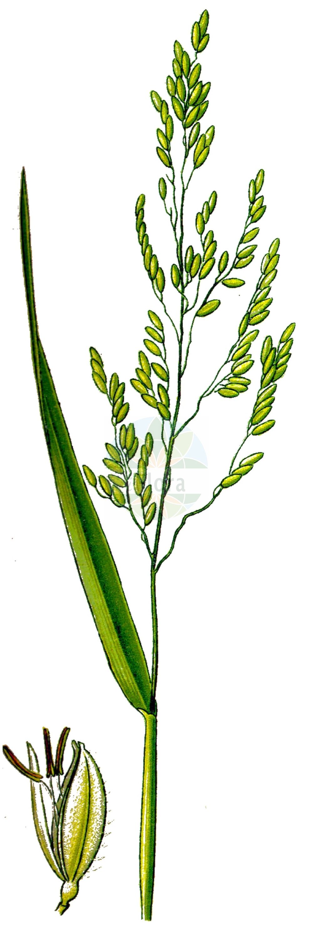 Historische Abbildung von Leersia oryzoides (Europäische Reisquecke - Cut-grass). Das Bild zeigt Blatt, Bluete, Frucht und Same. ---- Historical Drawing of Leersia oryzoides (Europäische Reisquecke - Cut-grass). The image is showing leaf, flower, fruit and seed.(Leersia oryzoides,Europäische Reisquecke,Cut-grass,Homalocenchrus oryzoides,Leersia oryzoides,Oryza clandestina,Oryza oryzoides,Phalaris oryzoides,Europaeische Reisquecke,Reisquecke,Wilder Reis,Cut-grass,Rice Grass,Marsh-grass,Rice Cutgrass,Leersia,Reisquecke,Cutgrass,Poaceae,Süßgräser,Grass family,Blatt,Bluete,Frucht,Same,leaf,flower,fruit,seed,Thomé (1885))