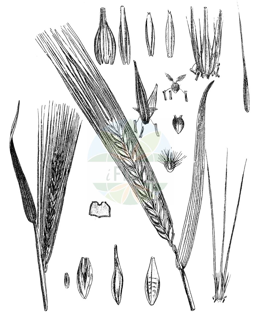 Historische Abbildung von Hordeum vulgare (Saat-Gerste - Six-rowed Barley). Das Bild zeigt Blatt, Bluete, Frucht und Same. ---- Historical Drawing of Hordeum vulgare (Saat-Gerste - Six-rowed Barley). The image is showing leaf, flower, fruit and seed.(Hordeum vulgare,Saat-Gerste,Six-rowed Barley,Hordeum hexastichum,Hordeum polystichon,Hordeum vulgare,Hordeum vulgare subsp. hexastichon,Saat-Gerste,Mehrzeilige Gerste,Six-rowed Barley,Barley,Common Barley,Six-row Barley,Four-rowed Barley,Hordeum,Gerste,Barley,Poaceae,Süßgräser,Grass family,Blatt,Bluete,Frucht,Same,leaf,flower,fruit,seed,Kirtikar & Basu (1918))