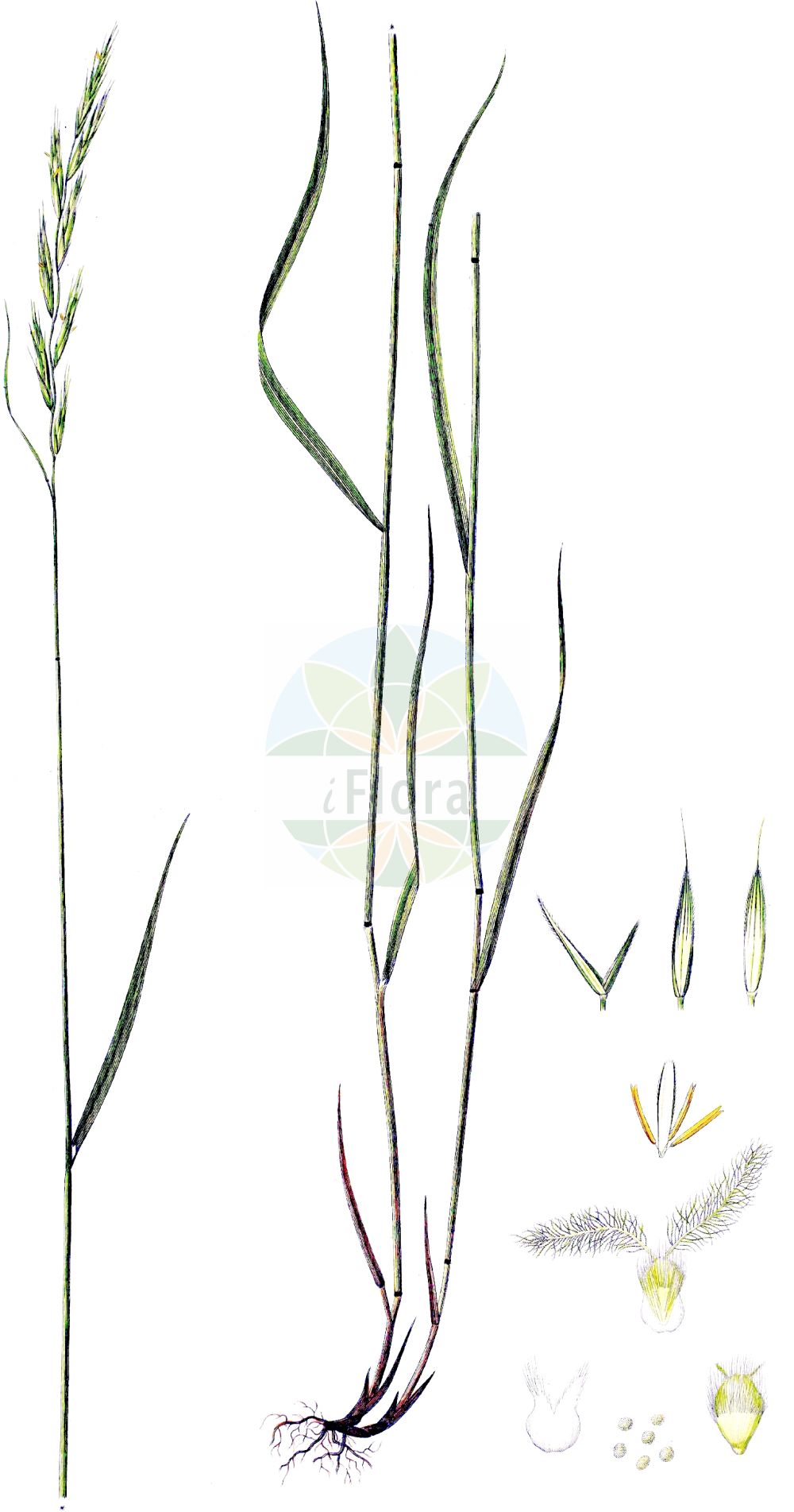Historische Abbildung von Brachypodium pinnatum (Fieder-Zwenke - Tor-grass). Das Bild zeigt Blatt, Bluete, Frucht und Same. ---- Historical Drawing of Brachypodium pinnatum (Fieder-Zwenke - Tor-grass). The image is showing leaf, flower, fruit and seed.(Brachypodium pinnatum,Fieder-Zwenke,Tor-grass,Brachypodium pinnatum,Bromus pinnatus,Fieder-Zwenke,Tor-grass,Heath False-brome,Chalk False Brome,False Japanese Bromegrass,Brachypodium,Zwenke,False Brome,Poaceae,Süßgräser,Grass family,Blatt,Bluete,Frucht,Same,leaf,flower,fruit,seed,Oeder (1761-1883))