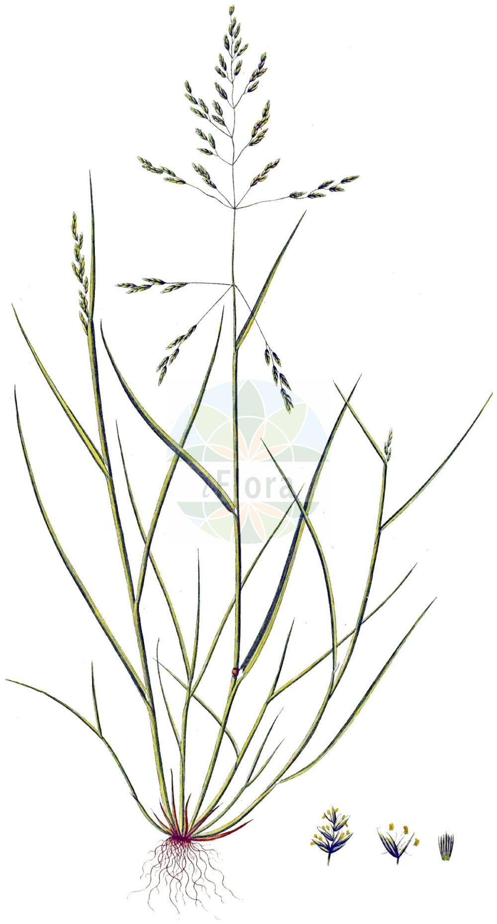 Historische Abbildung von Puccinellia distans (Gewöhnlicher Salzschwaden - Reflexed Saltmarsh-grass). Das Bild zeigt Blatt, Bluete, Frucht und Same. ---- Historical Drawing of Puccinellia distans (Gewöhnlicher Salzschwaden - Reflexed Saltmarsh-grass). The image is showing leaf, flower, fruit and seed.(Puccinellia distans,Gewöhnlicher Salzschwaden,Reflexed Saltmarsh-grass,Atropis distans,Atropis pseudoconvoluta,Glyceria distans,Poa distans,Poa retroflexa,Puccinellia distans,Puccinellia retroflexa,Gewoehnlicher Salzschwaden,Salzschwaden,Reflexed Saltmarsh-grass,Puccinellia,Salzschwaden,Alkaligrass,Poaceae,Süßgräser,Grass family,Blatt,Bluete,Frucht,Same,leaf,flower,fruit,seed,Oeder (1761-1883))