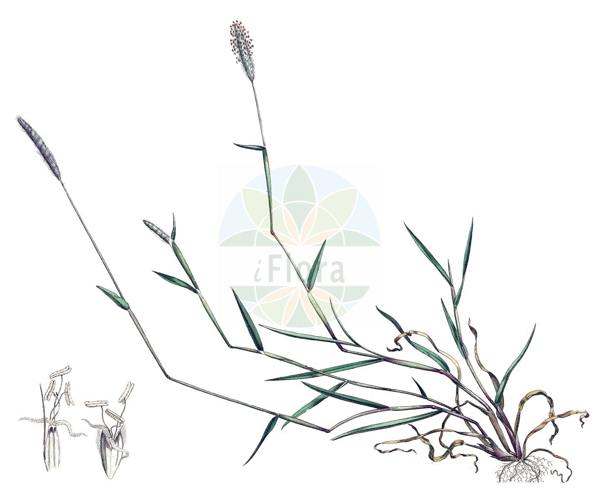 Historische Abbildung von Alopecurus geniculatus (Knick-Fuchsschwanzgras - Marsh Foxtail). Das Bild zeigt Blatt, Bluete, Frucht und Same. ---- Historical Drawing of Alopecurus geniculatus (Knick-Fuchsschwanzgras - Marsh Foxtail). The image is showing leaf, flower, fruit and seed.(Alopecurus geniculatus,Knick-Fuchsschwanzgras,Marsh Foxtail,Alopecurus geniculatus,Knick-Fuchsschwanzgras,Geknietes Fuchsschwanzgras,Knick-Fuchsschwanz,Marsh Foxtail,Floating Foxtail,Kneed Foxtail,Water Foxtail,Alopecurus,Fuchsschwanzgras,Foxtail,Poaceae,Süßgräser,Grass family,Blatt,Bluete,Frucht,Same,leaf,flower,fruit,seed,Curtis (1777-1798))