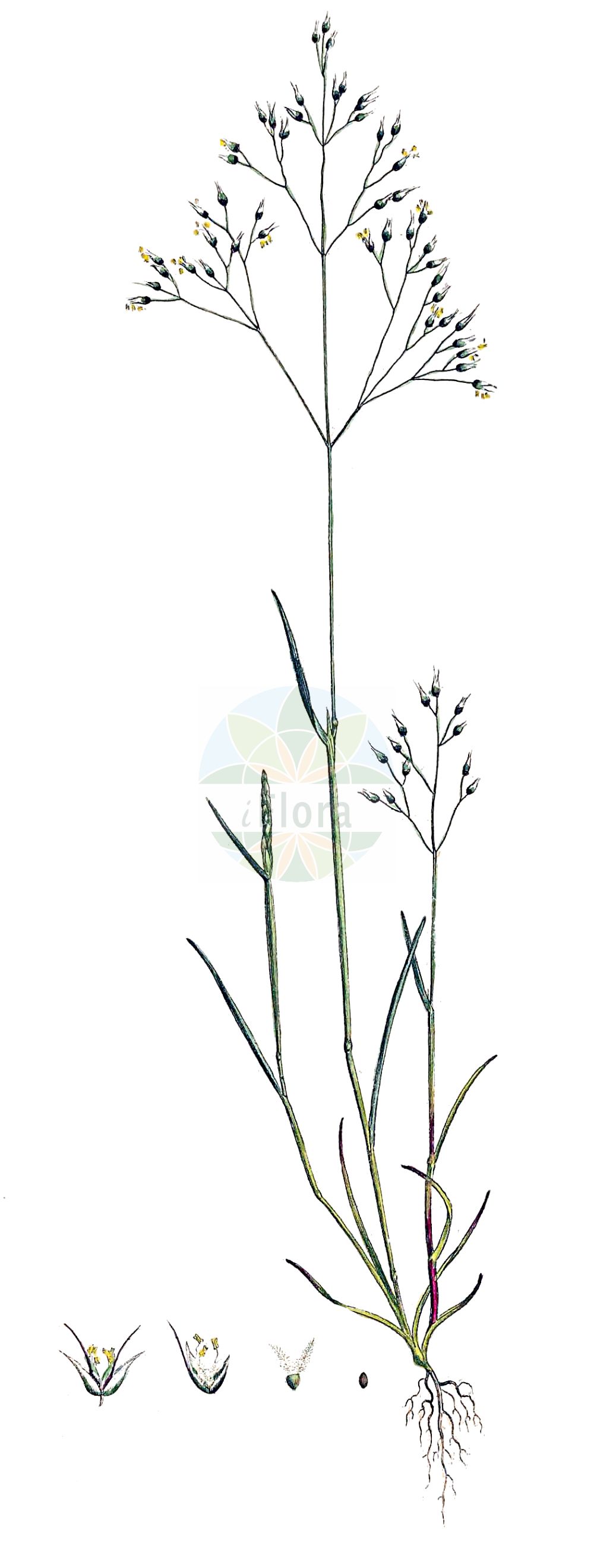 Historische Abbildung von Aira caryophyllea (Nelken-Haferschmiele - Silver Hair-grass). Das Bild zeigt Blatt, Bluete, Frucht und Same. ---- Historical Drawing of Aira caryophyllea (Nelken-Haferschmiele - Silver Hair-grass). The image is showing leaf, flower, fruit and seed.(Aira caryophyllea,Nelken-Haferschmiele,Silver Hair-grass,Aira caryophyllea,Aira mucronata,Avena caryophyllea,Nelken-Haferschmiele,Silver Hair-grass,Aira,Haferschmiele,Hair-grass,Poaceae,Süßgräser,Grass family,Blatt,Bluete,Frucht,Same,leaf,flower,fruit,seed,Curtis (1777-1798))