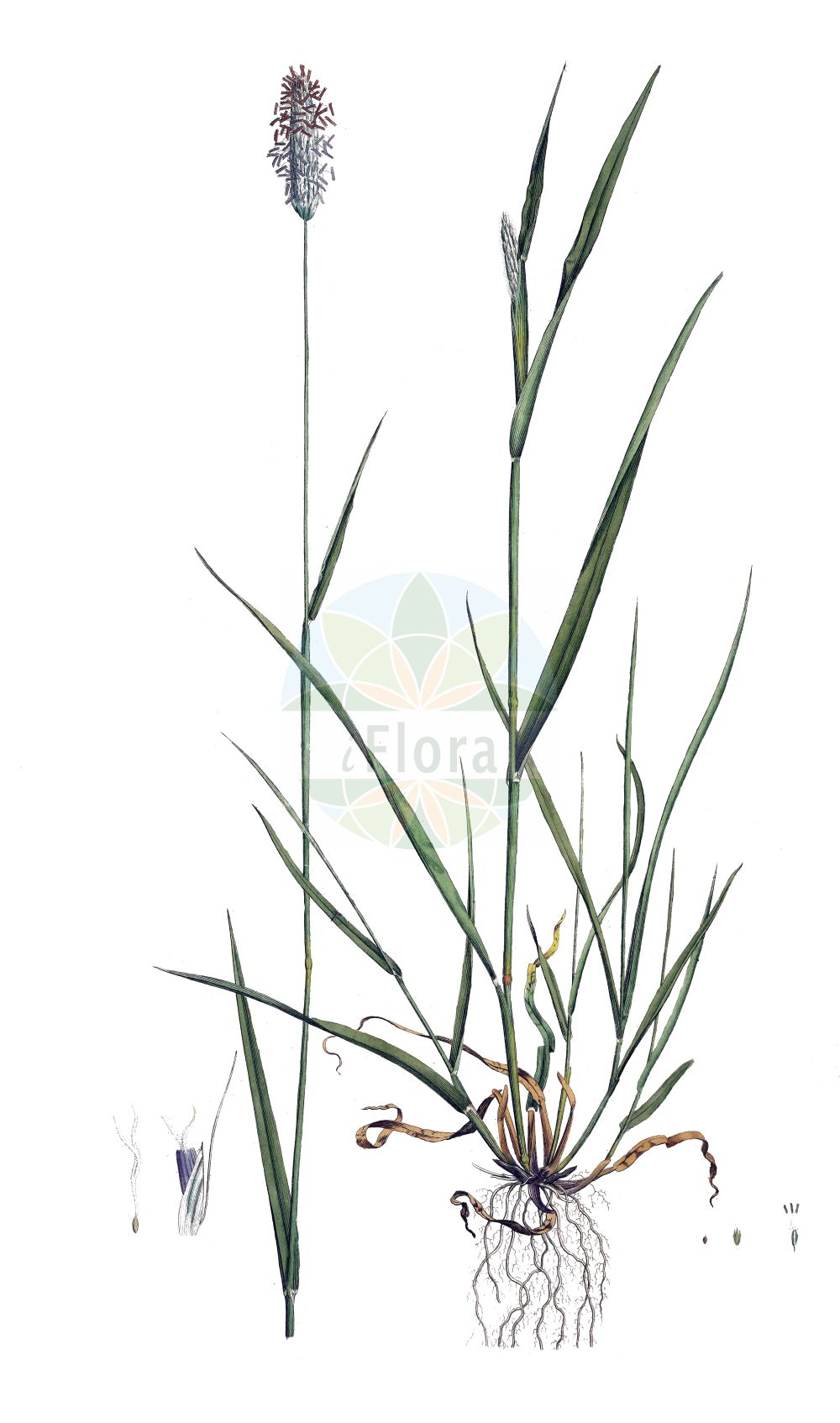 Historische Abbildung von Alopecurus pratensis (Wiesen-Fuchsschwanzgras - Meadow Foxtail). Das Bild zeigt Blatt, Bluete, Frucht und Same. ---- Historical Drawing of Alopecurus pratensis (Wiesen-Fuchsschwanzgras - Meadow Foxtail). The image is showing leaf, flower, fruit and seed.(Alopecurus pratensis,Wiesen-Fuchsschwanzgras,Meadow Foxtail,Alopecurus pratensis,Wiesen-Fuchsschwanzgras,Meadow Foxtail,Common Foxtail Grass,Rendle's Meadow Foxtail,Alopecurus,Fuchsschwanzgras,Foxtail,Poaceae,Süßgräser,Grass family,Blatt,Bluete,Frucht,Same,leaf,flower,fruit,seed,Curtis (1777-1798))