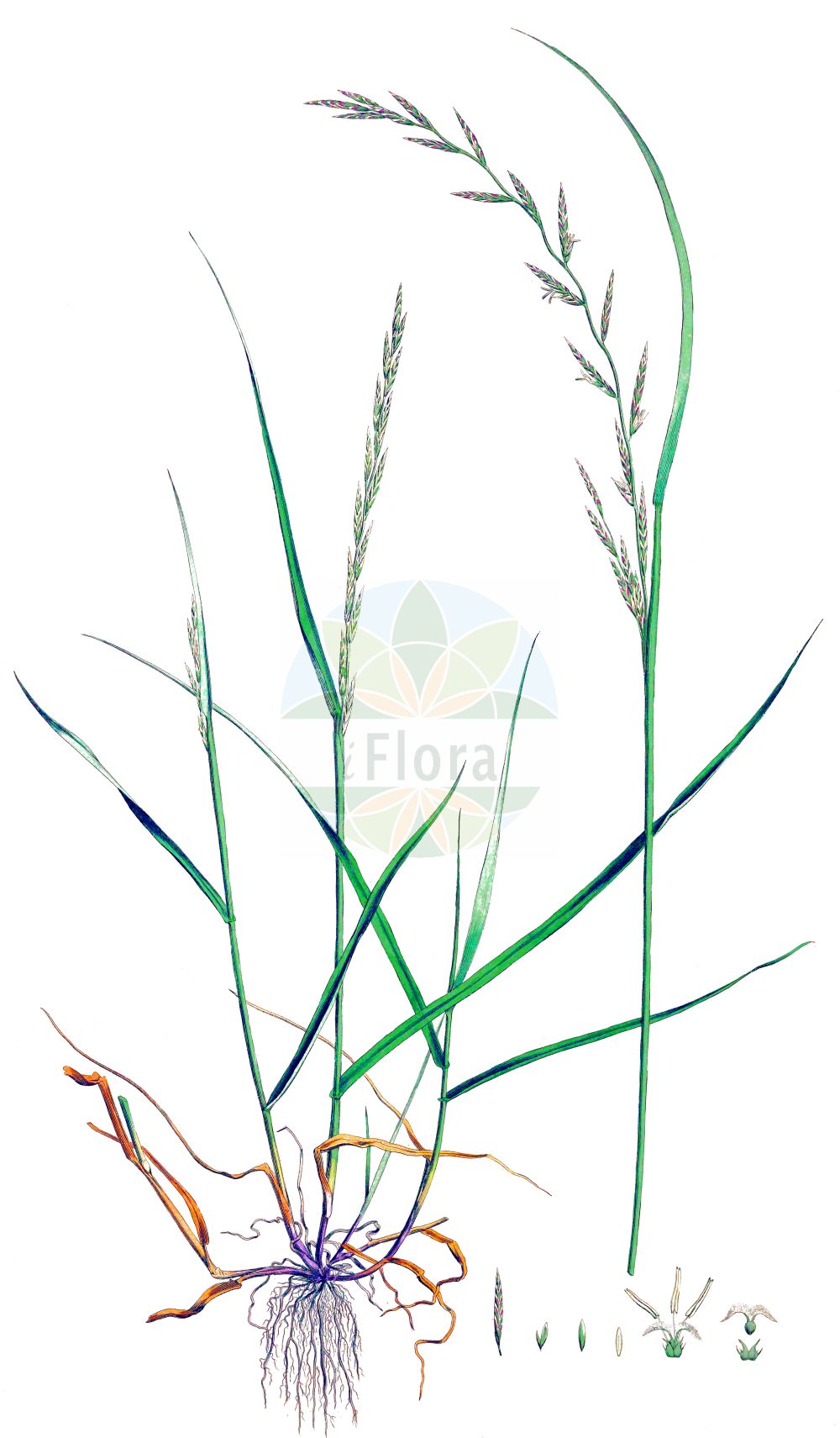 Historische Abbildung von Glyceria fluitans agg. (Flutender Schwaden - Floating Sweet-grass). Das Bild zeigt Blatt, Bluete, Frucht und Same. ---- Historical Drawing of Glyceria fluitans agg. (Flutender Schwaden - Floating Sweet-grass). The image is showing leaf, flower, fruit and seed.(Glyceria fluitans agg.,Flutender Schwaden,Floating Sweet-grass,Flutender Schwaden,Floating Sweet-grass,Common Flotegrass,Flotegrass,Glyceria,Schwaden,Mannagrass,Poaceae,Süßgräser,Grass family,Blatt,Bluete,Frucht,Same,leaf,flower,fruit,seed,Curtis (1777-1798))