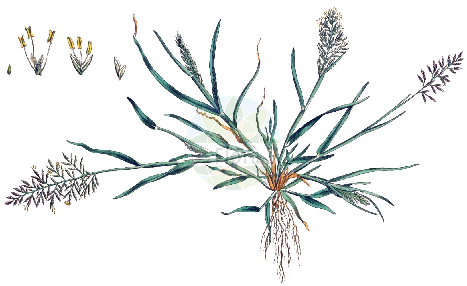 Historische Abbildung von Pseudosclerochloa rupestris (Stiff Saltmarsh-grass). Das Bild zeigt Blatt, Bluete, Frucht und Same. ---- Historical Drawing of Pseudosclerochloa rupestris (Stiff Saltmarsh-grass). The image is showing leaf, flower, fruit and seed.(Pseudosclerochloa rupestris,Stiff Saltmarsh-grass,Glyceria procumbens,Poa procumbens,Poa rupestris,Pseudosclerochloa rupestris,Puccinellia rupestris,Sclerochloa rupestris,Scleropoa procumbens,Pseudosclerochloa,Poaceae,Süßgräser,Grass family,Blatt,Bluete,Frucht,Same,leaf,flower,fruit,seed,Curtis (1777-1798))