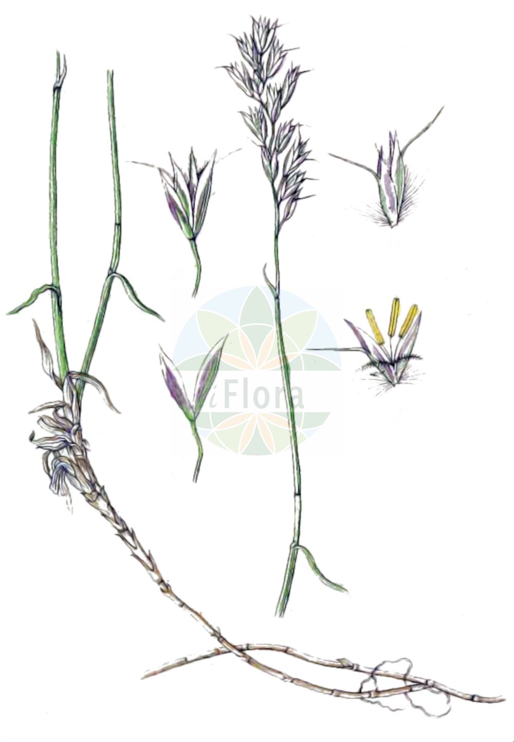 Historische Abbildung von Trisetum distichophyllum (Zweizeiliger Goldhafer - Tufted Hairgrass). Das Bild zeigt Blatt, Bluete, Frucht und Same. ---- Historical Drawing of Trisetum distichophyllum (Zweizeiliger Goldhafer - Tufted Hairgrass). The image is showing leaf, flower, fruit and seed.(Trisetum distichophyllum,Zweizeiliger Goldhafer,Tufted Hairgrass,Avena distichophylla,Trisetaria distichophylla,Trisetum albanicum,Trisetum distichophyllum,Zweizeiliger Goldhafer,Tufted Hairgrass,Trisetum,Goldhafer,Oatgrass,Poaceae,Süßgräser,Grass family,Blatt,Bluete,Frucht,Same,leaf,flower,fruit,seed,Sturm (1796f))