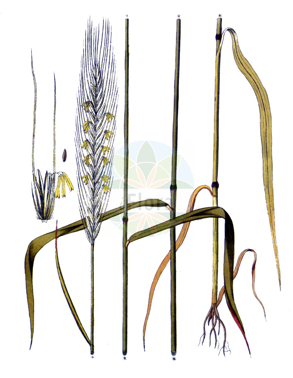 Historische Abbildung von Secale cereale (Saat-Roggen - Rye). Das Bild zeigt Blatt, Bluete, Frucht und Same. ---- Historical Drawing of Secale cereale (Saat-Roggen - Rye). The image is showing leaf, flower, fruit and seed.(Secale cereale,Saat-Roggen,Rye,Secale cereale,Saat-Roggen,Korn,Rye,Cereal Rye,Secale,Roggen,Rye,Poaceae,Süßgräser,Grass family,Blatt,Bluete,Frucht,Same,leaf,flower,fruit,seed,Vietz (1800-1822))