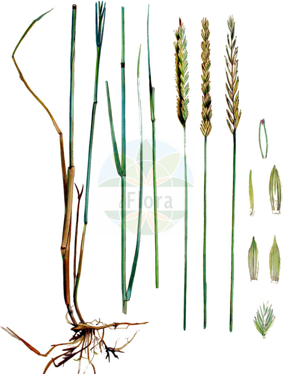 Historische Abbildung von Elytrigia repens (Kriech-Quecke - Common Couch). Das Bild zeigt Blatt, Bluete, Frucht und Same. ---- Historical Drawing of Elytrigia repens (Kriech-Quecke - Common Couch). The image is showing leaf, flower, fruit and seed.(Elytrigia repens,Kriech-Quecke,Common Couch,Agropyron caesium,Agropyron caldesii,Agropyron maroccanum,Agropyron repens,Elymus caesius,Elymus repens,Elytrigia repens,Triticum littoreum,Triticum repens,Kriech-Quecke,Gewoehnliche Quecke i. e. S.,Strand-Kriech-Quecke,Common Couch,Couch Grass,Tick Quackgrass,Common Couchgrass,Creeping Wheat Grass,Dog's Grass,Quackgrass,Quickgrass,Quitchgrass,Twitch,Twitchgrass,Elytrigia,Poaceae,Süßgräser,Grass family,Blatt,Bluete,Frucht,Same,leaf,flower,fruit,seed,Kops (1800-1934))