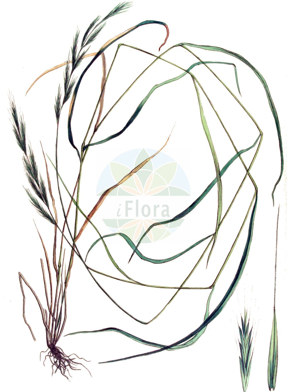 Historische Abbildung von Brachypodium sylvaticum (Wald-Fiederzwenke - False Brome). Das Bild zeigt Blatt, Bluete, Frucht und Same. ---- Historical Drawing of Brachypodium sylvaticum (Wald-Fiederzwenke - False Brome). The image is showing leaf, flower, fruit and seed.(Brachypodium sylvaticum,Wald-Fiederzwenke,False Brome,Brachypodium pubescens,Brachypodium sylvaticum,Brevipodium sylvaticum,Wald-Fiederzwenke,False Brome,Perennial False Brome,False Broom,Slender False Brome,Slender Wood False Brome,Wood False Brome,Brachypodium,Zwenke,False Brome,Poaceae,Süßgräser,Grass family,Blatt,Bluete,Frucht,Same,leaf,flower,fruit,seed,Kops (1800-1934))