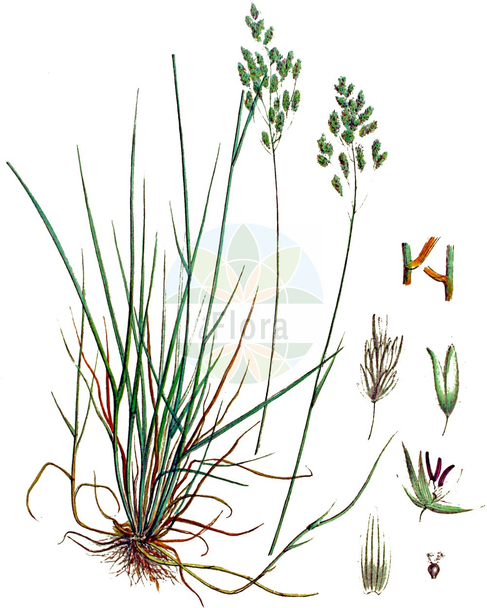 Historische Abbildung von Poa pratensis (Wiesen-Rispengras - Smooth Meadow-grass). Das Bild zeigt Blatt, Bluete, Frucht und Same. ---- Historical Drawing of Poa pratensis (Wiesen-Rispengras - Smooth Meadow-grass). The image is showing leaf, flower, fruit and seed.(Poa pratensis,Wiesen-Rispengras,Smooth Meadow-grass,Poa attica,Poa pinegensis,Poa pratensis,Poa pratensis subsp. attica,Wiesen-Rispengras,Smooth Meadow-grass,Birdgrass,June Grass,Kentucky Bluegrass,Meadowgrass,Smooth-stalked Meadowgrass,Poa,Rispengras,Bluegrass,Poaceae,Süßgräser,Grass family,Blatt,Bluete,Frucht,Same,leaf,flower,fruit,seed,Kops (1800-1934))
