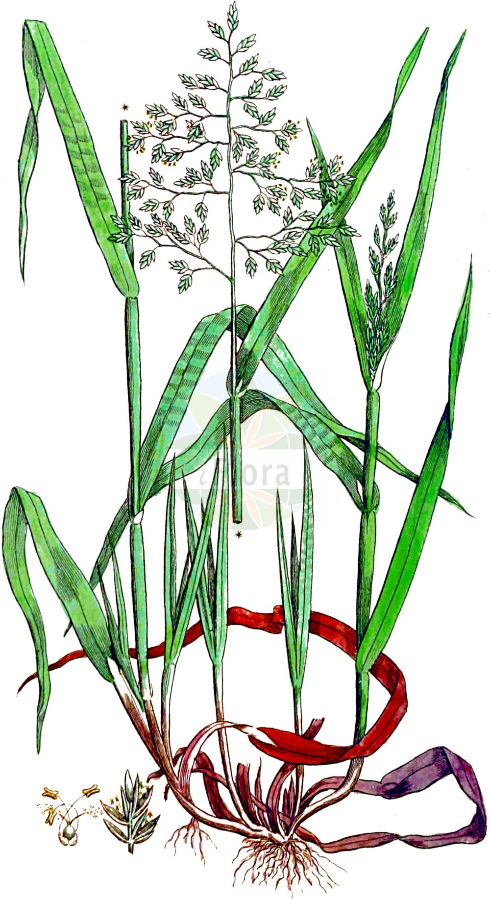 Historische Abbildung von Ochlopoa annua (Einjähriges Rispengras - Annual Meadow-grass). Das Bild zeigt Blatt, Bluete, Frucht und Same. ---- Historical Drawing of Ochlopoa annua (Einjähriges Rispengras - Annual Meadow-grass). The image is showing leaf, flower, fruit and seed.(Ochlopoa annua,Einjähriges Rispengras,Annual Meadow-grass,Ochlopoa annua,Poa annua,Einjaehriges Rispengras,Annual Meadow-grass,Annual Bluegrass,Goosegrass,Pathgrass,Wintergrass,Ochlopoa,Poaceae,Süßgräser,Grass family,Blatt,Bluete,Frucht,Same,leaf,flower,fruit,seed,Svensk Botanik (Svensk Botanik))