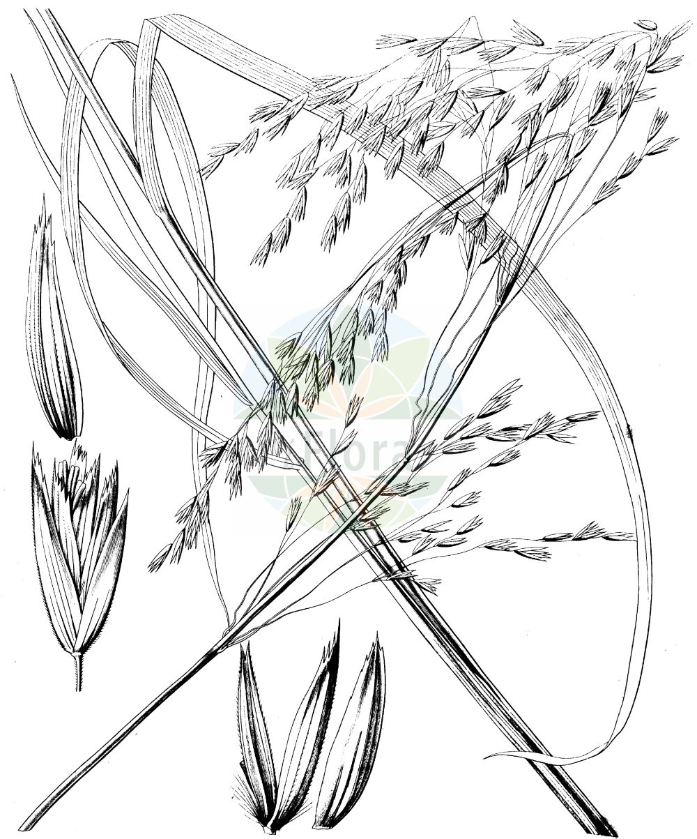 Historische Abbildung von Schedonorus arundinaceus (Rohr-Schwingel - Tall Fescue). Das Bild zeigt Blatt, Bluete, Frucht und Same. ---- Historical Drawing of Schedonorus arundinaceus (Rohr-Schwingel - Tall Fescue). The image is showing leaf, flower, fruit and seed.(Schedonorus arundinaceus,Rohr-Schwingel,Tall Fescue,Festuca elatior,Festuca littorea,Schedonorus arundinaceus,Schedonorus littoreus,Schedonorus phoenix,Festuca arundinacea,Rohr-Schwingel,Tall Fescue,Alta Fescue,Reed Fescue,Schedonorus,Poaceae,Süßgräser,Grass family,Blatt,Bluete,Frucht,Same,leaf,flower,fruit,seed,Hooker (1829-1840))