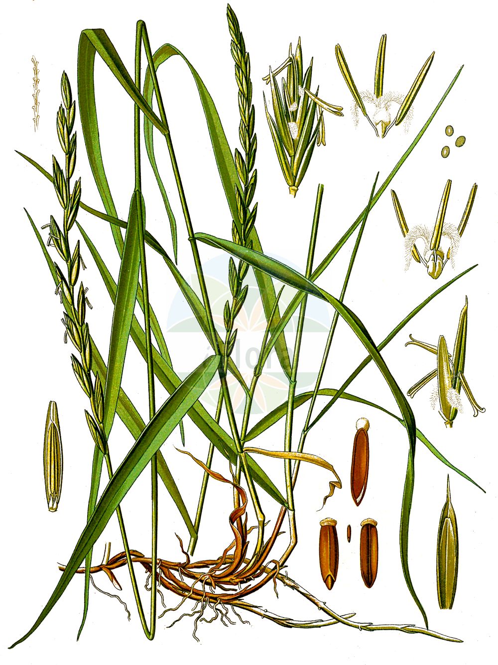 Historische Abbildung von Elytrigia repens (Kriech-Quecke - Common Couch). Das Bild zeigt Blatt, Bluete, Frucht und Same. ---- Historical Drawing of Elytrigia repens (Kriech-Quecke - Common Couch). The image is showing leaf, flower, fruit and seed.(Elytrigia repens,Kriech-Quecke,Common Couch,Agropyron caesium,Agropyron caldesii,Agropyron maroccanum,Agropyron repens,Elymus caesius,Elymus repens,Elytrigia repens,Triticum littoreum,Triticum repens,Kriech-Quecke,Gewoehnliche Quecke i. e. S.,Strand-Kriech-Quecke,Common Couch,Couch Grass,Tick Quackgrass,Common Couchgrass,Creeping Wheat Grass,Dog's Grass,Quackgrass,Quickgrass,Quitchgrass,Twitch,Twitchgrass,Elytrigia,Poaceae,Süßgräser,Grass family,Blatt,Bluete,Frucht,Same,leaf,flower,fruit,seed,Koehler (1883-1898))
