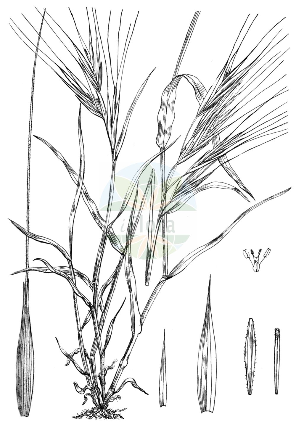 Historische Abbildung von Anisantha rigida (Ripgut Brome). Das Bild zeigt Blatt, Bluete, Frucht und Same. ---- Historical Drawing of Anisantha rigida (Ripgut Brome). The image is showing leaf, flower, fruit and seed.(Anisantha rigida,Ripgut Brome,Anisantha rigida,Bromus maximus,Bromus rigidus,Bromus villosus subsp. rigidus,Anisantha,Poaceae,Süßgräser,Grass family,Blatt,Bluete,Frucht,Same,leaf,flower,fruit,seed,Wood & Evans (1898-1912))
