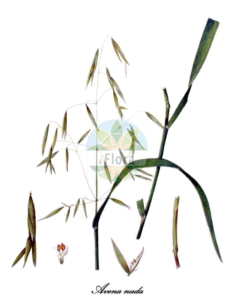 Historische Abbildung von Avena nuda (Nackt-Hafer). Das Bild zeigt Blatt, Bluete, Frucht und Same. ---- Historical Drawing of Avena nuda (Nackt-Hafer). The image is showing leaf, flower, fruit and seed.(Avena nuda,Nackt-Hafer,Avena,Hafer,Oat,Poaceae,Süßgräser,Grass Family,Blatt,Bluete,Frucht,Same,leaf,flower,fruit,seed,Kops (1800-1934))