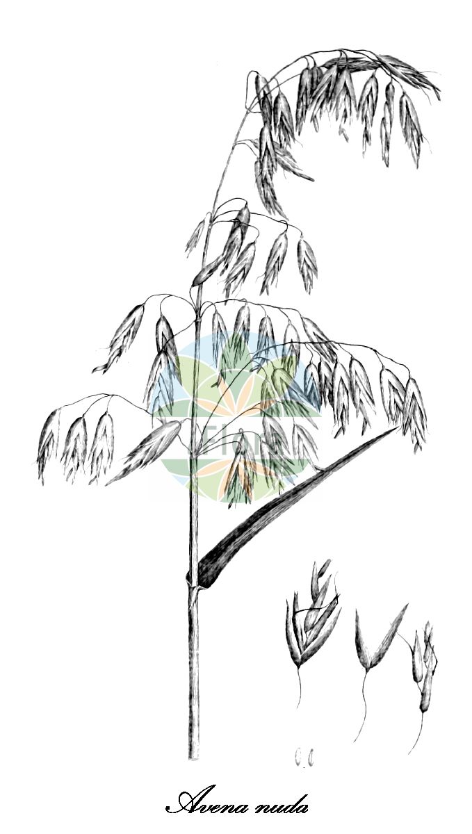 Historische Abbildung von Avena nuda (Nackt-Hafer). Das Bild zeigt Blatt, Bluete, Frucht und Same. ---- Historical Drawing of Avena nuda (Nackt-Hafer). The image is showing leaf, flower, fruit and seed.(Avena nuda,Nackt-Hafer,Avena,Hafer,Oat,Poaceae,Süßgräser,Grass Family,Blatt,Bluete,Frucht,Same,leaf,flower,fruit,seed,Accademia di Padova (1786-1794))