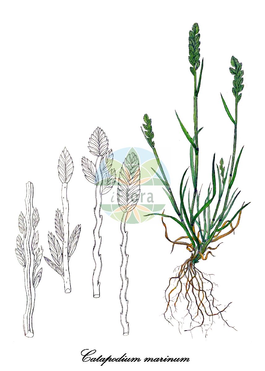 Historische Abbildung von Catapodium marinum (Niederliegendes Steifgras - Sea Fern-grass). Das Bild zeigt Blatt, Bluete, Frucht und Same. ---- Historical Drawing of Catapodium marinum (Niederliegendes Steifgras - Sea Fern-grass). The image is showing leaf, flower, fruit and seed.(Catapodium marinum,Niederliegendes Steifgras,Sea Fern-grass,Catapodium loliaceum,Catapodium pauciflorum,Desmazeria loliacea,Desmazeria marina,Festuca marina,Festuca rottboella,Sclerochloa loliacea,Scleropoa loliacea,Catapodium,Steifgras,Hardgrass,Poaceae,Süßgräser,Grass Family,Blatt,Bluete,Frucht,Same,leaf,flower,fruit,seed,Willkomm (1881-1885))