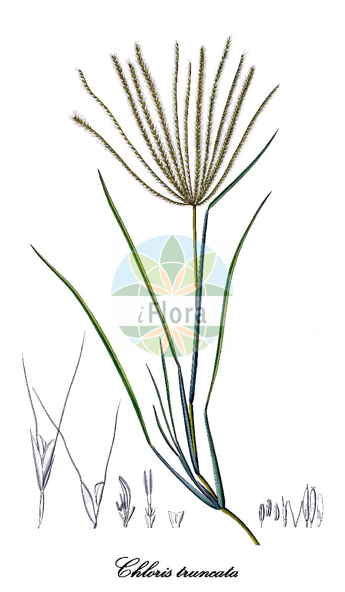 Historische Abbildung von Chloris truncata (Windmill-grass). Das Bild zeigt Blatt, Bluete, Frucht und Same. ---- Historical Drawing of Chloris truncata (Windmill-grass). The image is showing leaf, flower, fruit and seed.(Chloris truncata,Windmill-grass,Chloris,Fingergras,Poaceae,Süßgräser,Grass Family,Blatt,Bluete,Frucht,Same,leaf,flower,fruit,seed,Kunth (1829-1834))
