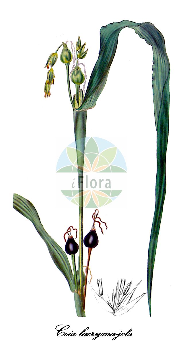 Historische Abbildung von Coix lacryma-jobi (Hiobsträne - Job's-tears). Das Bild zeigt Blatt, Bluete, Frucht und Same. ---- Historical Drawing of Coix lacryma-jobi (Hiobsträne - Job's-tears). The image is showing leaf, flower, fruit and seed.(Coix lacryma-jobi,Hiobsträne,Job's-tears,Coix,Tränengras,Poaceae,Süßgräser,Grass Family,Blatt,Bluete,Frucht,Same,leaf,flower,fruit,seed,Curtis Botanical Magazine (1820ff))