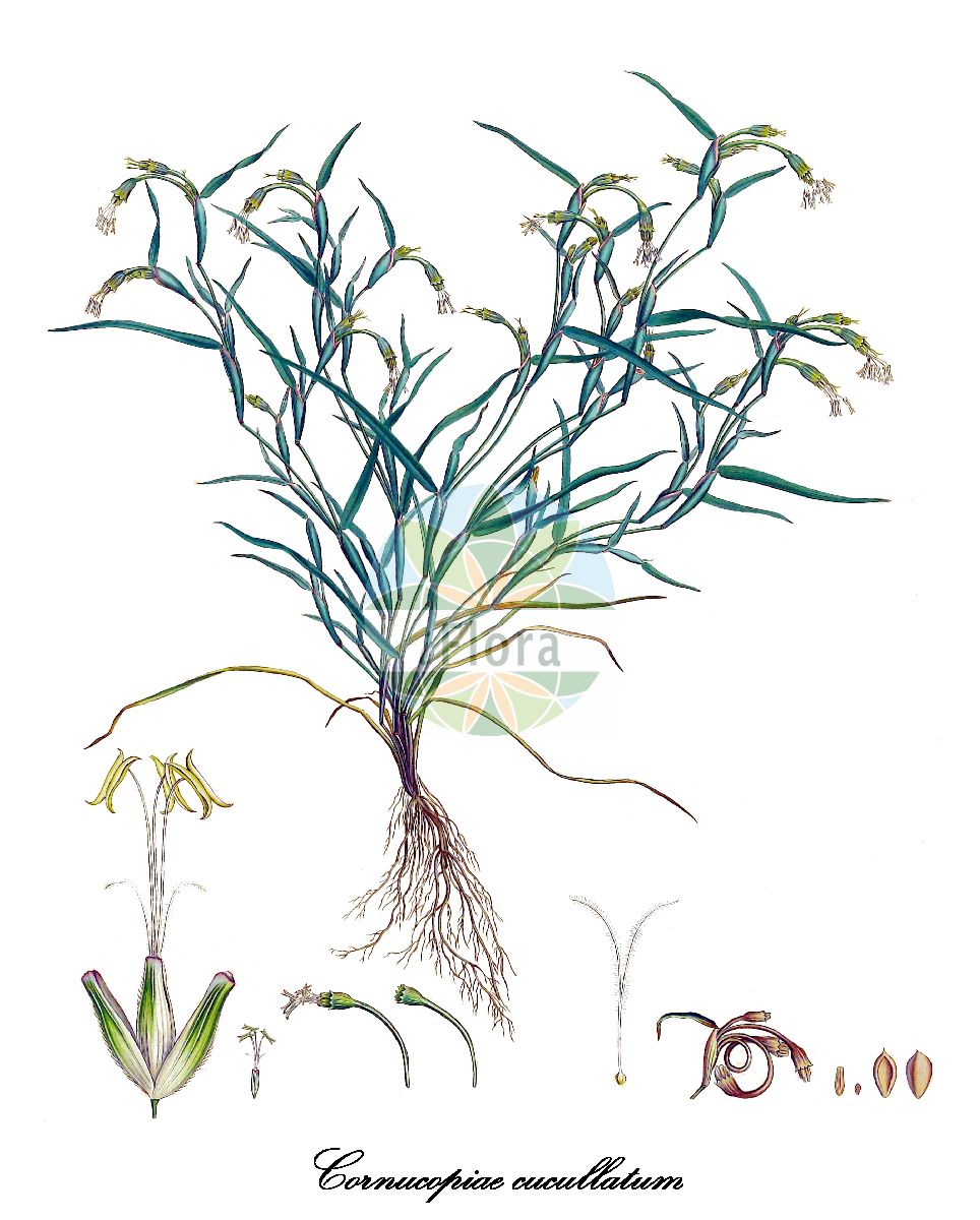 Historische Abbildung von Cornucopiae cucullatum. Das Bild zeigt Blatt, Bluete, Frucht und Same. ---- Historical Drawing of Cornucopiae cucullatum. The image is showing leaf, flower, fruit and seed.(Cornucopiae cucullatum,Cornucopiae,Poaceae,Süßgräser,Grass Family,Blatt,Bluete,Frucht,Same,leaf,flower,fruit,seed,Sibthorp & Smith (1806-1840))