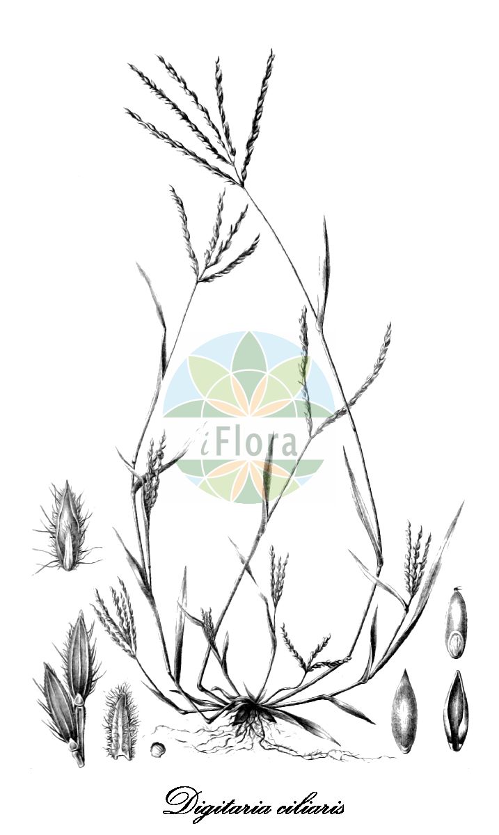 Historische Abbildung von Digitaria ciliaris (Wimper-Fingerhirse - Southern crabgrass). Das Bild zeigt Blatt, Bluete, Frucht und Same. ---- Historical Drawing of Digitaria ciliaris (Wimper-Fingerhirse - Southern crabgrass). The image is showing leaf, flower, fruit and seed.(Digitaria ciliaris,Wimper-Fingerhirse,Southern crabgrass,Digitaria adscendens,Panicum adscendens,Panicum ciliare,Digitaria,Fingerhirse,Crabgrass,Poaceae,Süßgräser,Grass Family,Blatt,Bluete,Frucht,Same,leaf,flower,fruit,seed,Trinius (1828-1836))