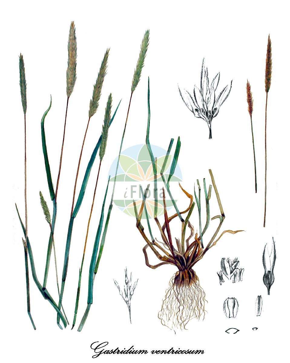 Historische Abbildung von Gastridium ventricosum (Rauhes Nissengras - Nit-grass). Das Bild zeigt Blatt, Bluete, Frucht und Same. ---- Historical Drawing of Gastridium ventricosum (Rauhes Nissengras - Nit-grass). The image is showing leaf, flower, fruit and seed.(Gastridium ventricosum,Rauhes Nissengras,Nit-grass,Agrostis ventricosa,Gastridium australe,Gastridium laxum,Gastridium lendigerum,Gastridium scabrum,Milium lendigerum,Suedliches Nissengras,Gastridium,Nissengras,Poaceae,Süßgräser,Grass Family,Blatt,Bluete,Frucht,Same,leaf,flower,fruit,seed,Kops (1800-1934))