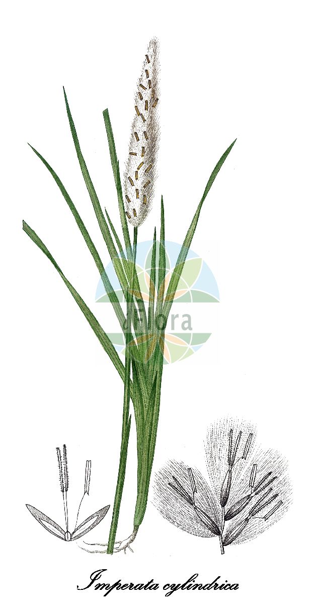 Historische Abbildung von Imperata cylindrica (Alang-Alang-Gras - Cogongrass). Das Bild zeigt Blatt, Bluete, Frucht und Same. ---- Historical Drawing of Imperata cylindrica (Alang-Alang-Gras - Cogongrass). The image is showing leaf, flower, fruit and seed.(Imperata cylindrica,Alang-Alang-Gras,Cogongrass,Imperata arundinacea,Lagurus cylindricus,Saccharum cylindricum,Imperata,Alang-Alang-Gras,Poaceae,Süßgräser,Grass Family,Blatt,Bluete,Frucht,Same,leaf,flower,fruit,seed,de Saint-Hilaire (1828-1833))