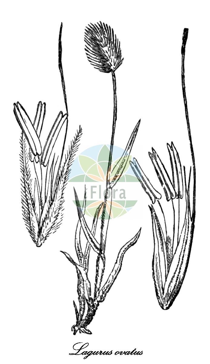 Historische Abbildung von Lagurus ovatus (Samtgras - Hare's-tail). Das Bild zeigt Blatt, Bluete, Frucht und Same. ---- Historical Drawing of Lagurus ovatus (Samtgras - Hare's-tail). The image is showing leaf, flower, fruit and seed.(Lagurus ovatus,Samtgras,Hare's-tail,Hasenschwanzgras,Lagurus,Hasenschwanzgras,Poaceae,Süßgräser,Grass Family,Blatt,Bluete,Frucht,Same,leaf,flower,fruit,seed,Fitch et al. (1880))