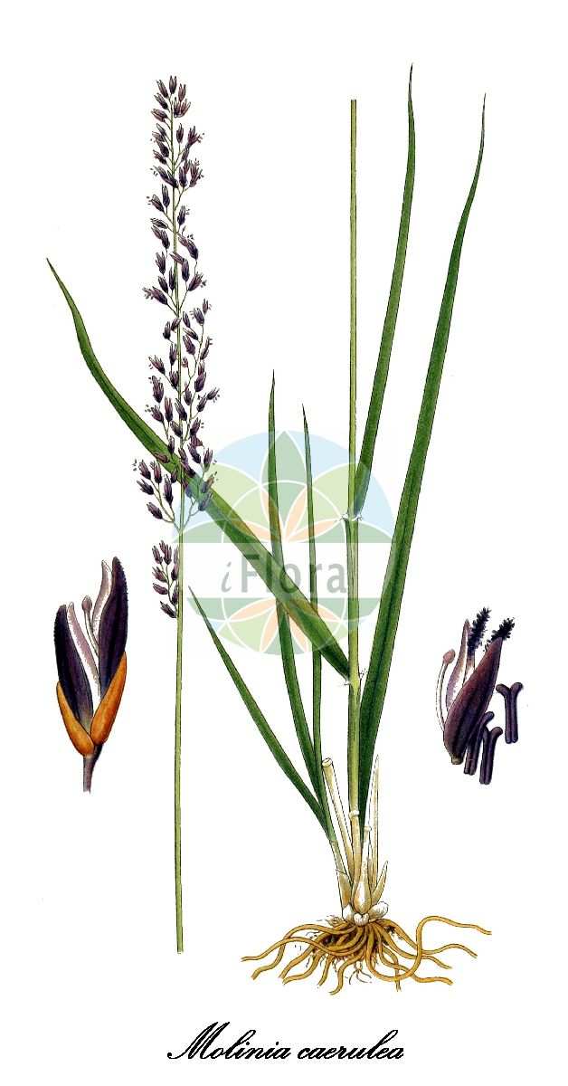 Historische Abbildung von Molinia caerulea (Gewöhnliches Pfeifengras - Purple Moor-grass). Das Bild zeigt Blatt, Bluete, Frucht und Same. ---- Historical Drawing of Molinia caerulea (Gewöhnliches Pfeifengras - Purple Moor-grass). The image is showing leaf, flower, fruit and seed.(Molinia caerulea,Gewöhnliches Pfeifengras,Purple Moor-grass,Aira coerulea,Molinia euxina,Molinia horanszkyi,Molinia hungarica,Molinia simonii,Bentgras,Benthalm,Besenried,Binsenhalm,Blaues Pfeifengras,Flying Bentgrass,Moorgrass,Purple Heathgrass,Purple Molinia,Molinia,Pfeifengras,Moorgrass,Poaceae,Süßgräser,Grass Family,Blatt,Bluete,Frucht,Same,leaf,flower,fruit,seed,Lindman (1901-1905))