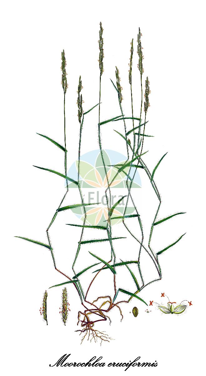 Historische Abbildung von Moorochloa eruciformis (Signalgras - Sweet signalgrass). Das Bild zeigt Blatt, Bluete, Frucht und Same. ---- Historical Drawing of Moorochloa eruciformis (Signalgras - Sweet signalgrass). The image is showing leaf, flower, fruit and seed.(Moorochloa eruciformis,Signalgras,Sweet signalgrass,Brachiaria eruciformis,Brachiaria isachne,Echinochloa eruciformis,Panicum eruciforme,Moorochloa,Signalgras,Poaceae,Süßgräser,Grass Family,Blatt,Bluete,Frucht,Same,leaf,flower,fruit,seed,Sibthorp & Smith (1806-1840))