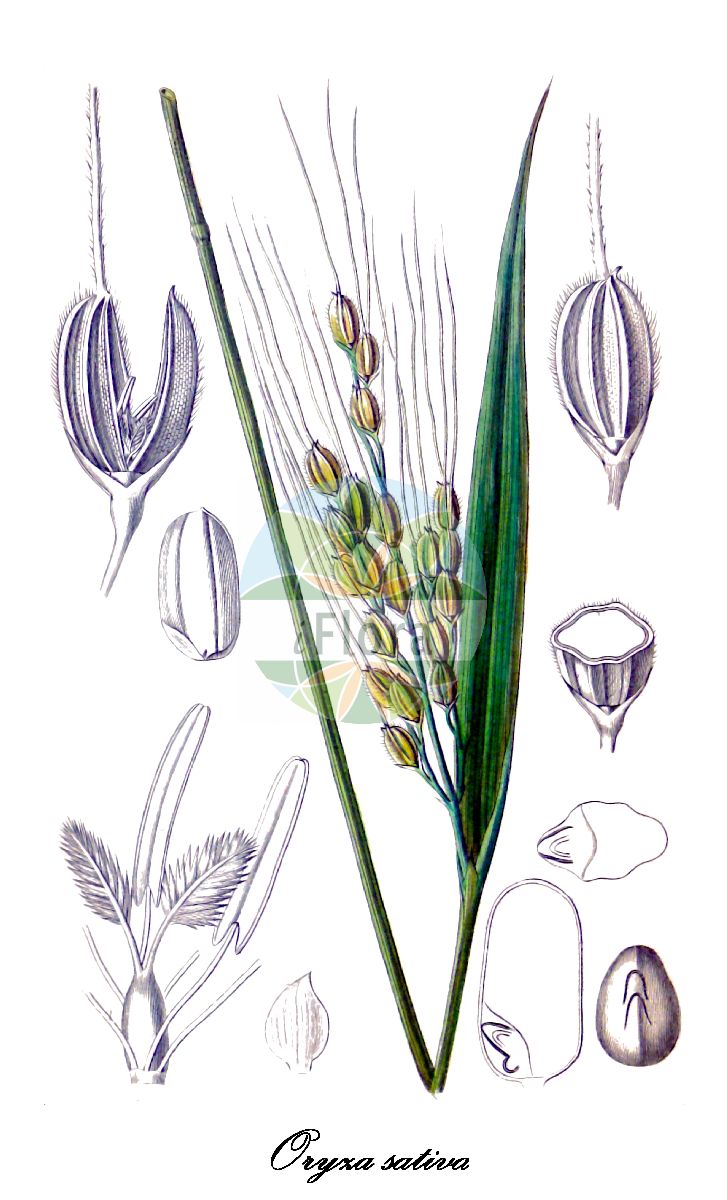 Historische Abbildung von Oryza sativa (Reis - Rice). Das Bild zeigt Blatt, Bluete, Frucht und Same. ---- Historical Drawing of Oryza sativa (Reis - Rice). The image is showing leaf, flower, fruit and seed.(Oryza sativa,Reis,Rice,Kultur-Reis,Oryza,Reis,Poaceae,Süßgräser,Grass Family,Blatt,Bluete,Frucht,Same,leaf,flower,fruit,seed,Spach (1834-1847))