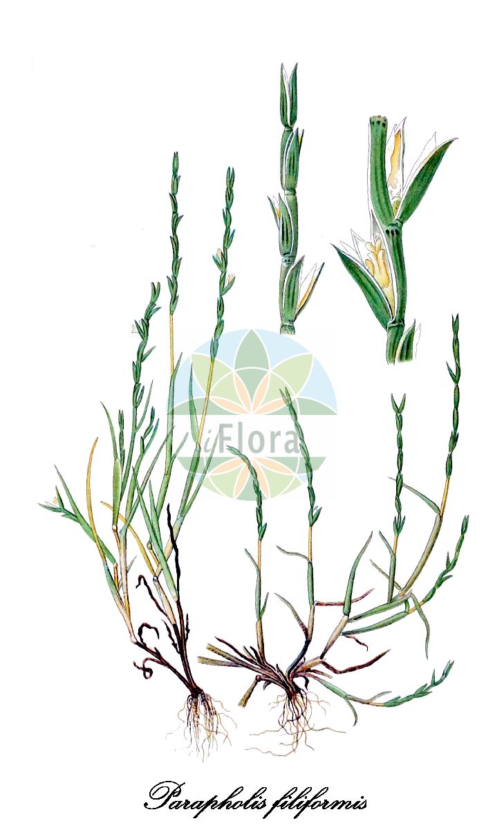 Historische Abbildung von Parapholis filiformis (Farnförmiger Dünnschwanz). Das Bild zeigt Blatt, Bluete, Frucht und Same. ---- Historical Drawing of Parapholis filiformis (Farnförmiger Dünnschwanz). The image is showing leaf, flower, fruit and seed.(Parapholis filiformis,Farnförmiger Dünnschwanz,Lepidurus filiformis,Lepturus filiformis,Pholiurus filiformis,Rottboellia filiformis,Parapholis,Dünnschwanz,Hardgrass,Poaceae,Süßgräser,Grass Family,Blatt,Bluete,Frucht,Same,leaf,flower,fruit,seed,Lindman (1901-1905))