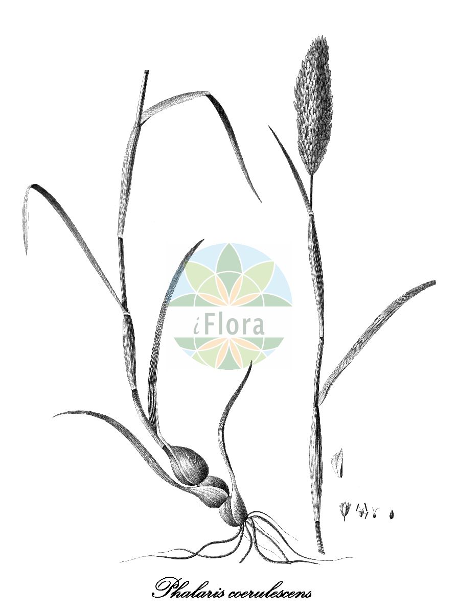 Historische Abbildung von Phalaris coerulescens (Bläuliches Glanzgras - Sunolgrass). Das Bild zeigt Blatt, Bluete, Frucht und Same. ---- Historical Drawing of Phalaris coerulescens (Bläuliches Glanzgras - Sunolgrass). The image is showing leaf, flower, fruit and seed.(Phalaris coerulescens,Bläuliches Glanzgras,Sunolgrass,Phalaris,Glanzgras,Canarygrass,Poaceae,Süßgräser,Grass Family,Blatt,Bluete,Frucht,Same,leaf,flower,fruit,seed,Cavanilles (1785-1790))