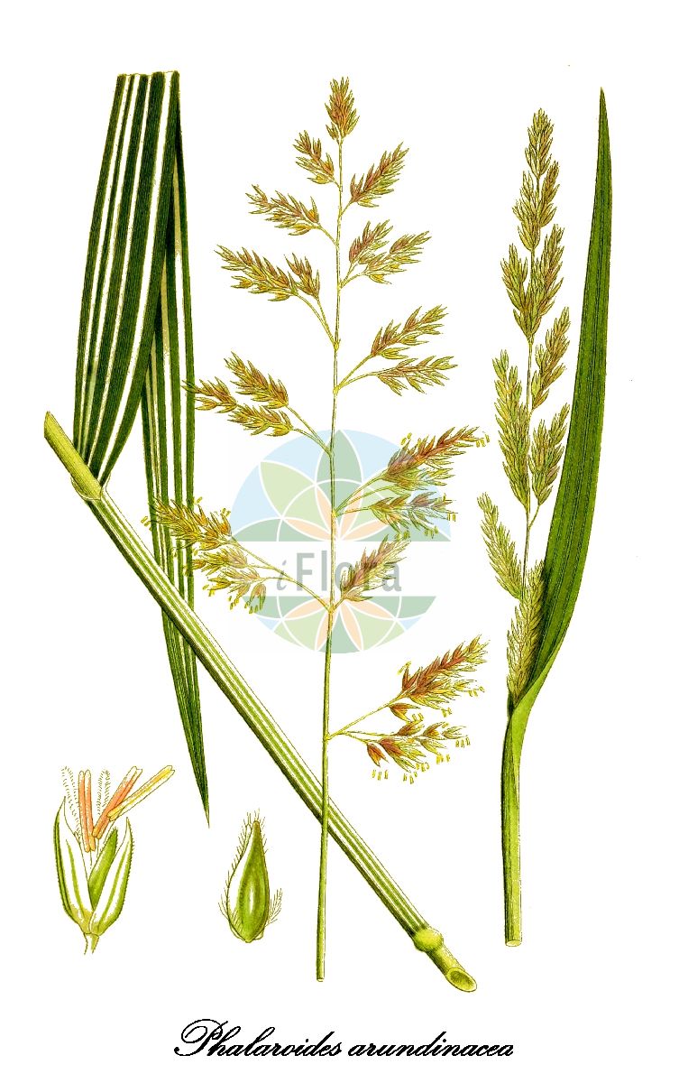Historische Abbildung von Phalaroides arundinacea (Rohr-Glanzgras - Reed Canary-grass). Das Bild zeigt Blatt, Bluete, Frucht und Same. ---- Historical Drawing of Phalaroides arundinacea (Rohr-Glanzgras - Reed Canary-grass). The image is showing leaf, flower, fruit and seed.(Phalaroides arundinacea,Rohr-Glanzgras,Reed Canary-grass,Baldingera arundinacea,Digraphis arundinacea,Phalaris arundinacea,Typhoides arundinacea,Reedgrass,Phalaroides,Rohr-Glanzgras,Poaceae,Süßgräser,Grass Family,Blatt,Bluete,Frucht,Same,leaf,flower,fruit,seed,Lindman (1901-1905))