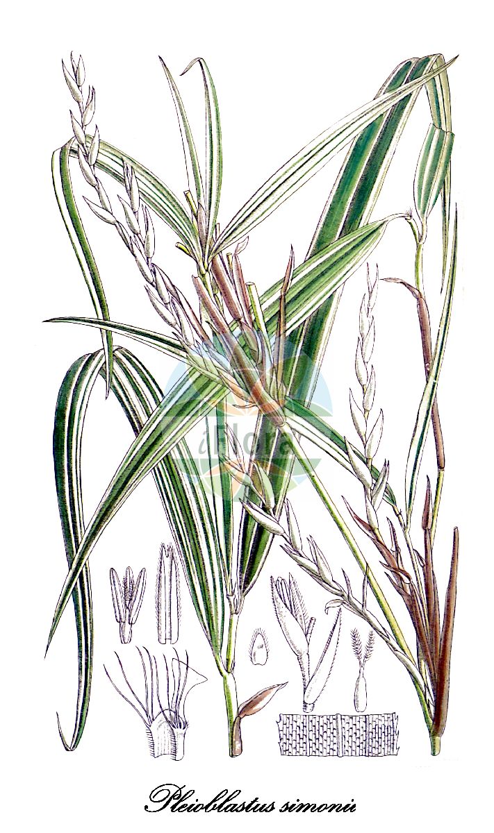 Historische Abbildung von Pleioblastus simonii (Simon's Bamboo). Das Bild zeigt Blatt, Bluete, Frucht und Same. ---- Historical Drawing of Pleioblastus simonii (Simon's Bamboo). The image is showing leaf, flower, fruit and seed.(Pleioblastus simonii,Simon's Bamboo,Arundinaria simonii,Bambusa simonii,Pleioblastus,Sprossbambus,Poaceae,Süßgräser,Grass Family,Blatt,Bluete,Frucht,Same,leaf,flower,fruit,seed,Curtis Botanical Magazine (1890))