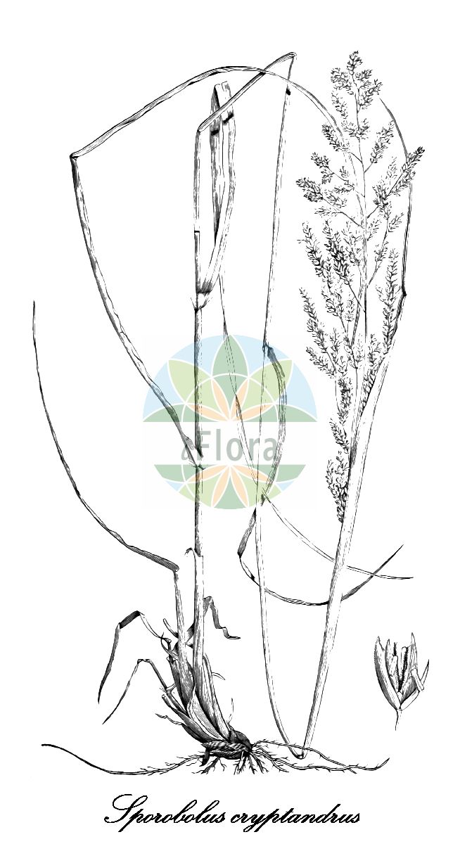 Historische Abbildung von Sporobolus cryptandrus (Verstecktblütiges Fallsamengras - Sand dropseed). Das Bild zeigt Blatt, Bluete, Frucht und Same. ---- Historical Drawing of Sporobolus cryptandrus (Verstecktblütiges Fallsamengras - Sand dropseed). The image is showing leaf, flower, fruit and seed.(Sporobolus cryptandrus,Verstecktblütiges Fallsamengras,Sand dropseed,Agrostis cryptandra,Sporobolus,Vilfagras,Dropseed,Poaceae,Süßgräser,Grass Family,Blatt,Bluete,Frucht,Same,leaf,flower,fruit,seed,Vasey & Richardson (1884))