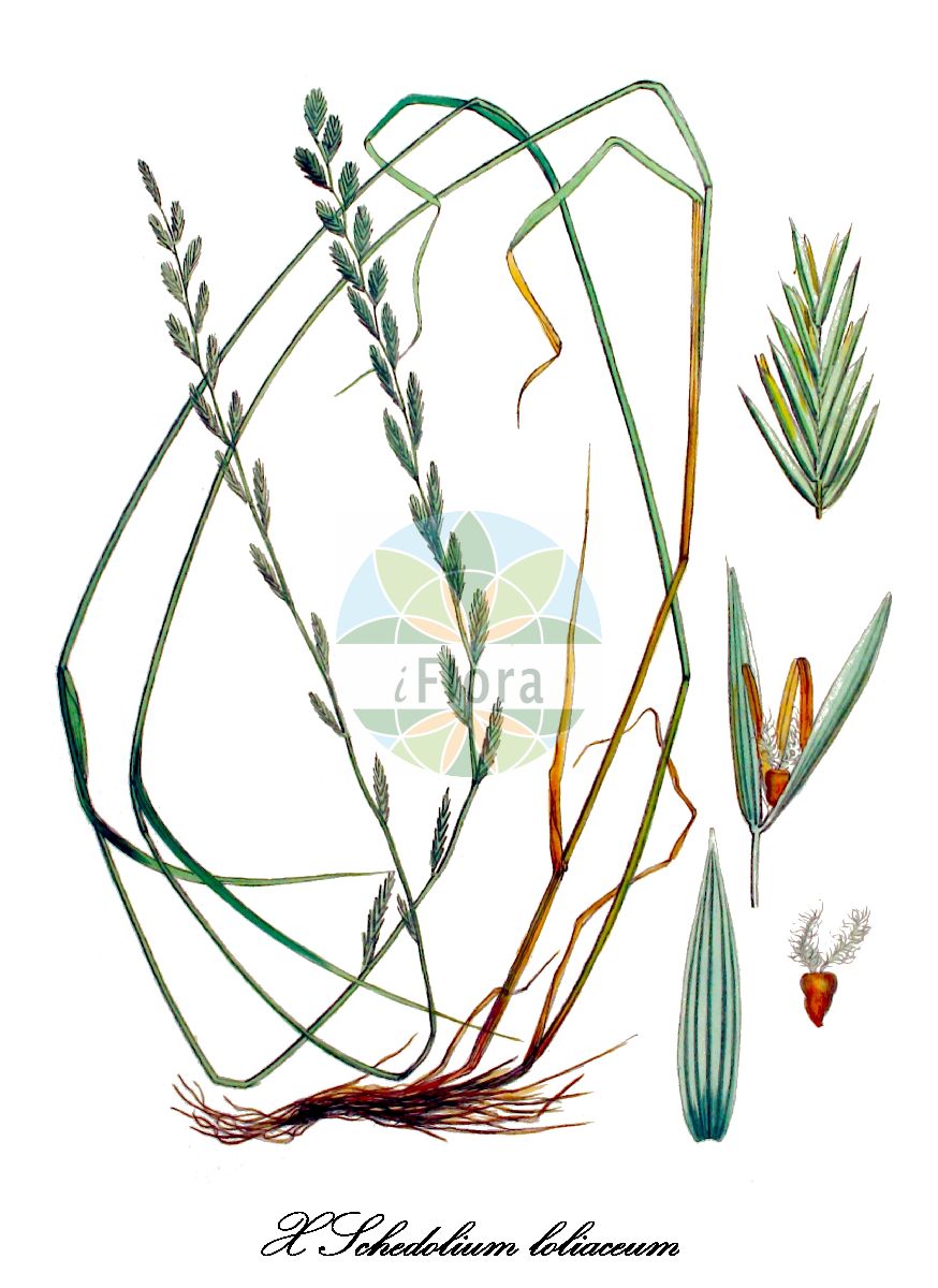 Historische Abbildung von X Schedolium loliaceum (Schwingel-Lolch - Hybrid Fescue). Das Bild zeigt Blatt, Bluete, Frucht und Same. ---- Historical Drawing of X Schedolium loliaceum (Schwingel-Lolch - Hybrid Fescue). The image is showing leaf, flower, fruit and seed.(X Schedolium loliaceum,Schwingel-Lolch,Hybrid Fescue,Festuca adscendens,Festuca elongata,Festuca loliacea,Lolium x festucaceum,Schedonorus loliaceus,X Schedolium,Schwingel-Lolch,Poaceae,Süßgräser,Grass Family,Blatt,Bluete,Frucht,Same,leaf,flower,fruit,seed,Kops (1800-1934))