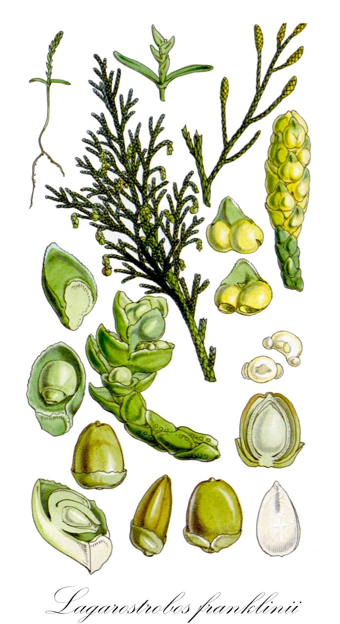 Lagarostrobos franklinii - Podocarpaceae,Plantae,Pteridobiotina,Pinophyta,Pinopsida,Cupressidae,Araucariales,Podocarpaceae,Lagarostrobos,Lagarostrobos franklinii,Dacrydium franklinii, Dacrydium huonense, Lepidothamnus franklinii